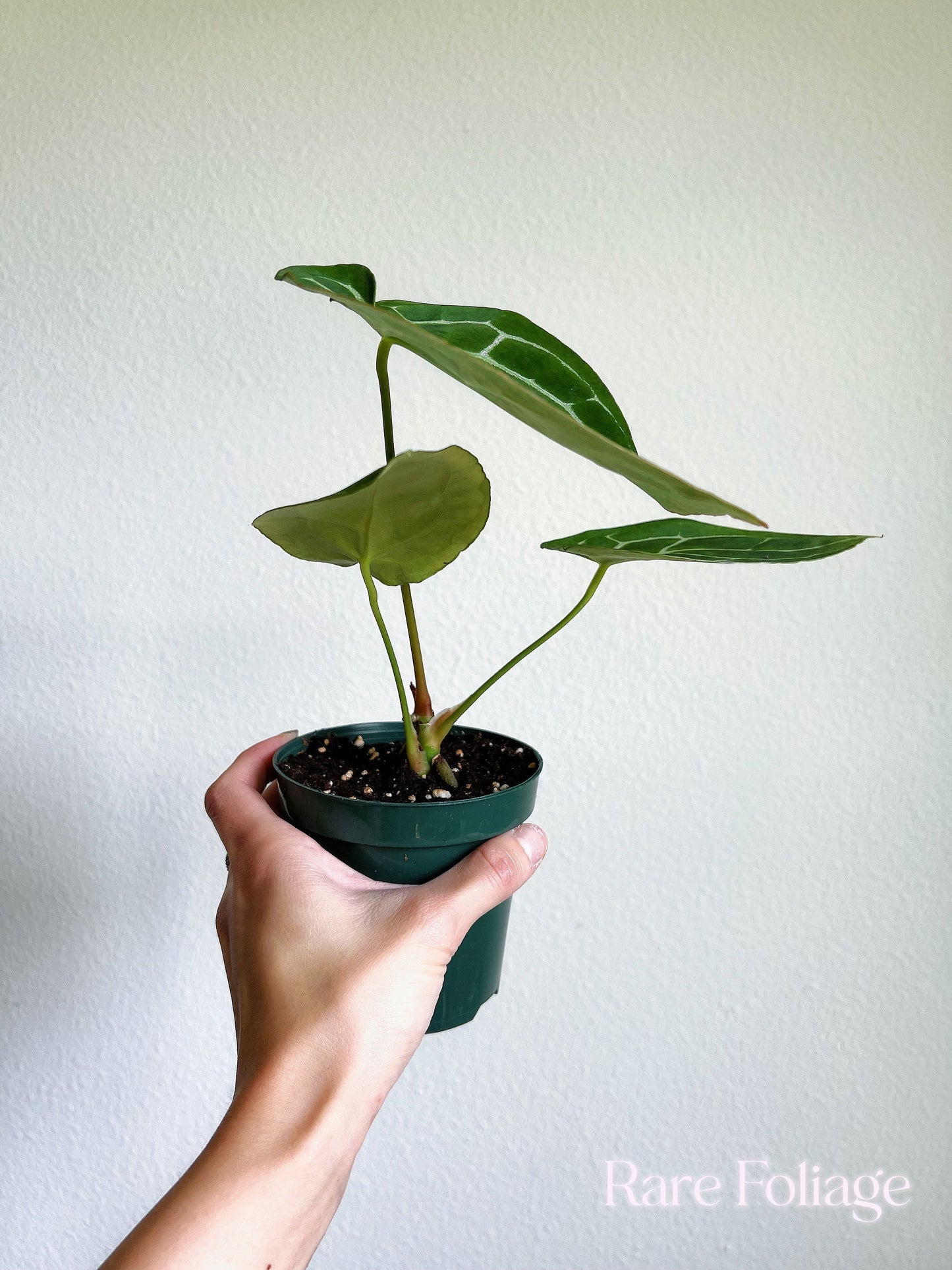 Anthurium Crystallinum 4" - US SELLER