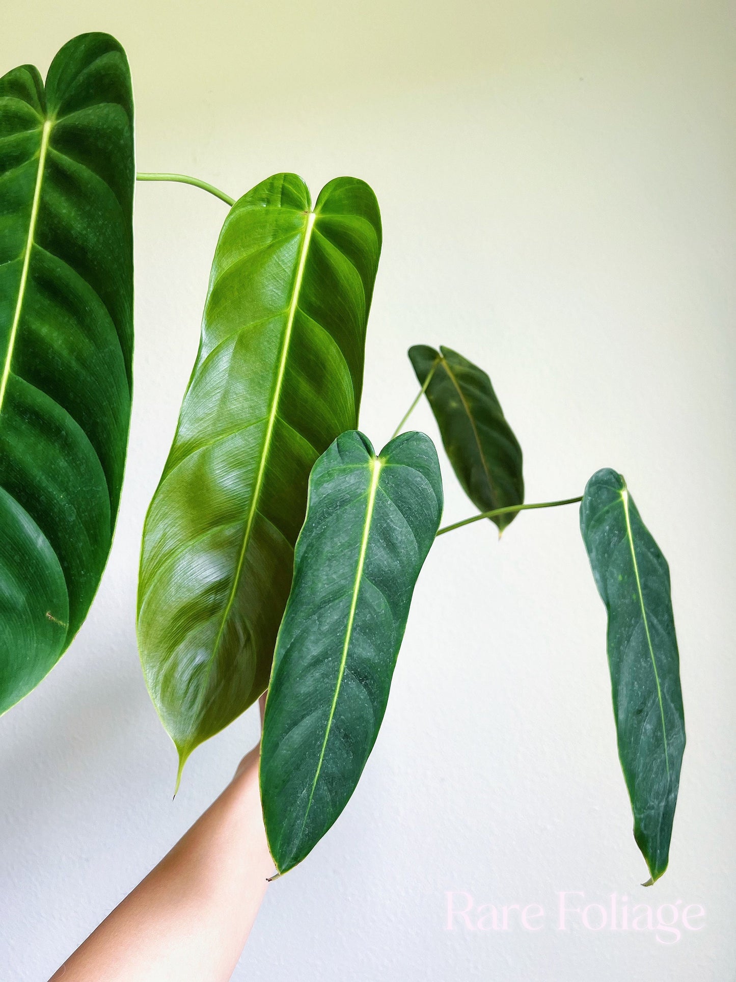 Philodendron Esmeraldense Narrow 4" - US SELLER