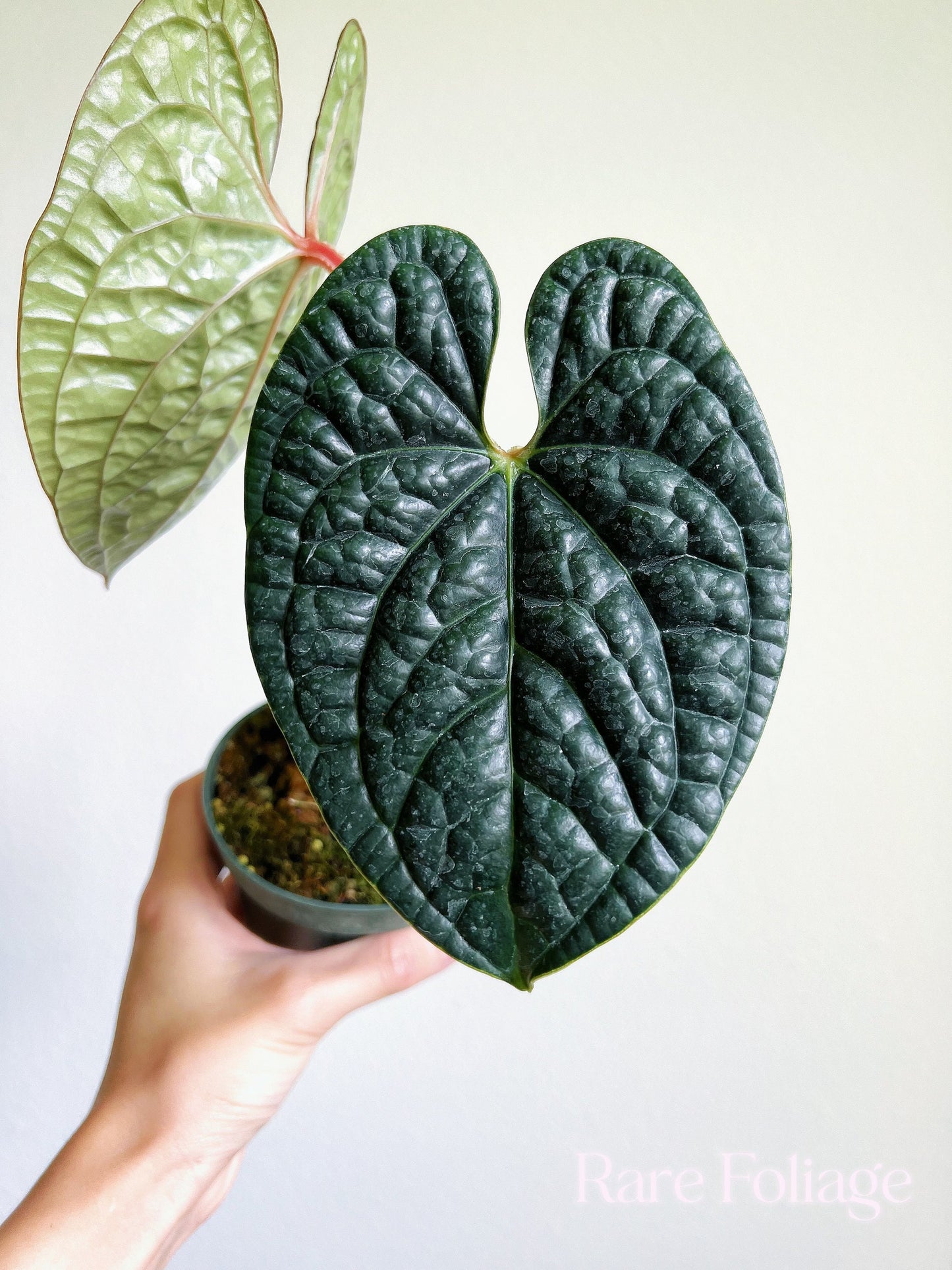 Anthurium Luxurians 4” - US SELLER