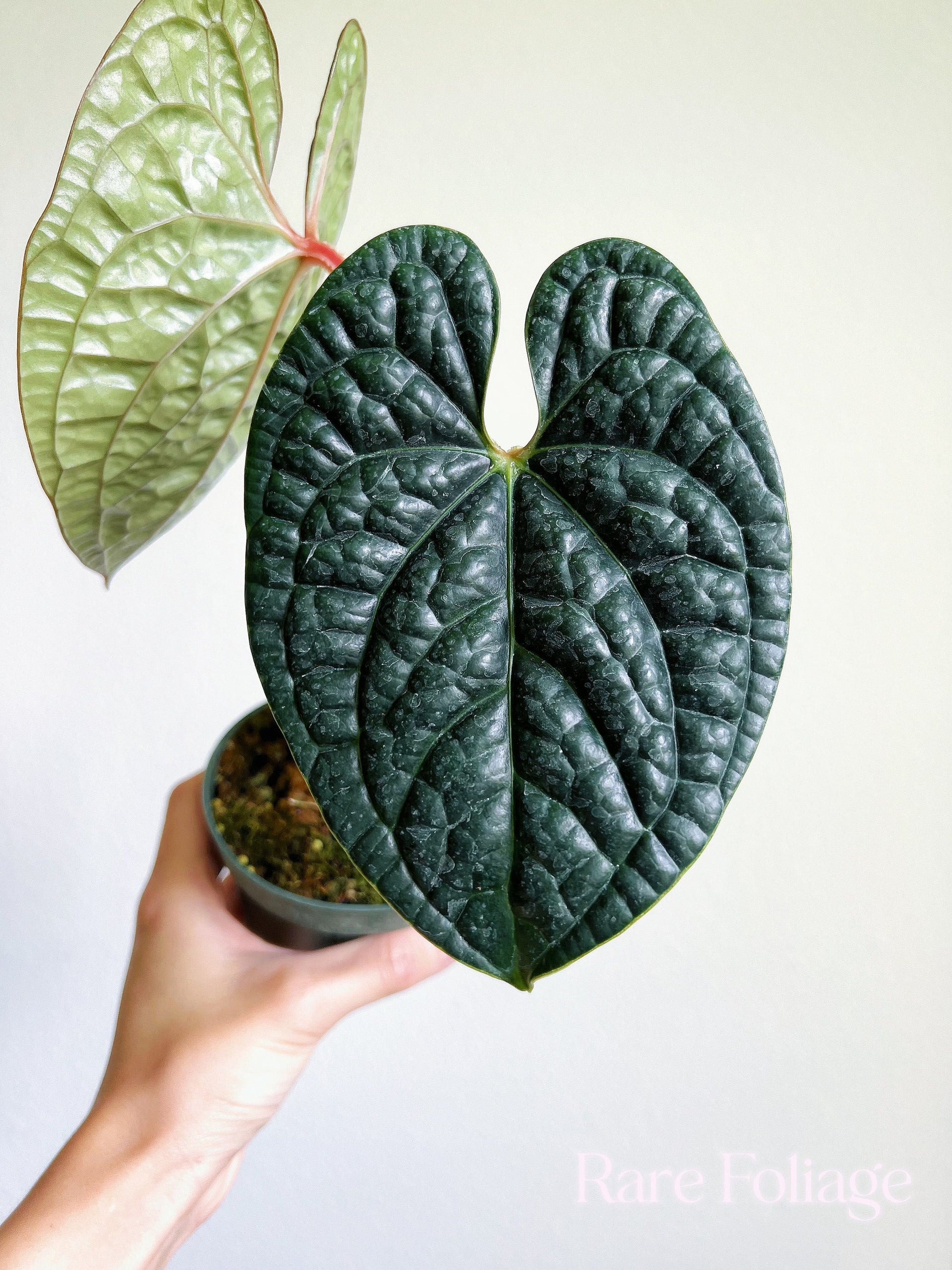 Anthurium Luxurians 4”