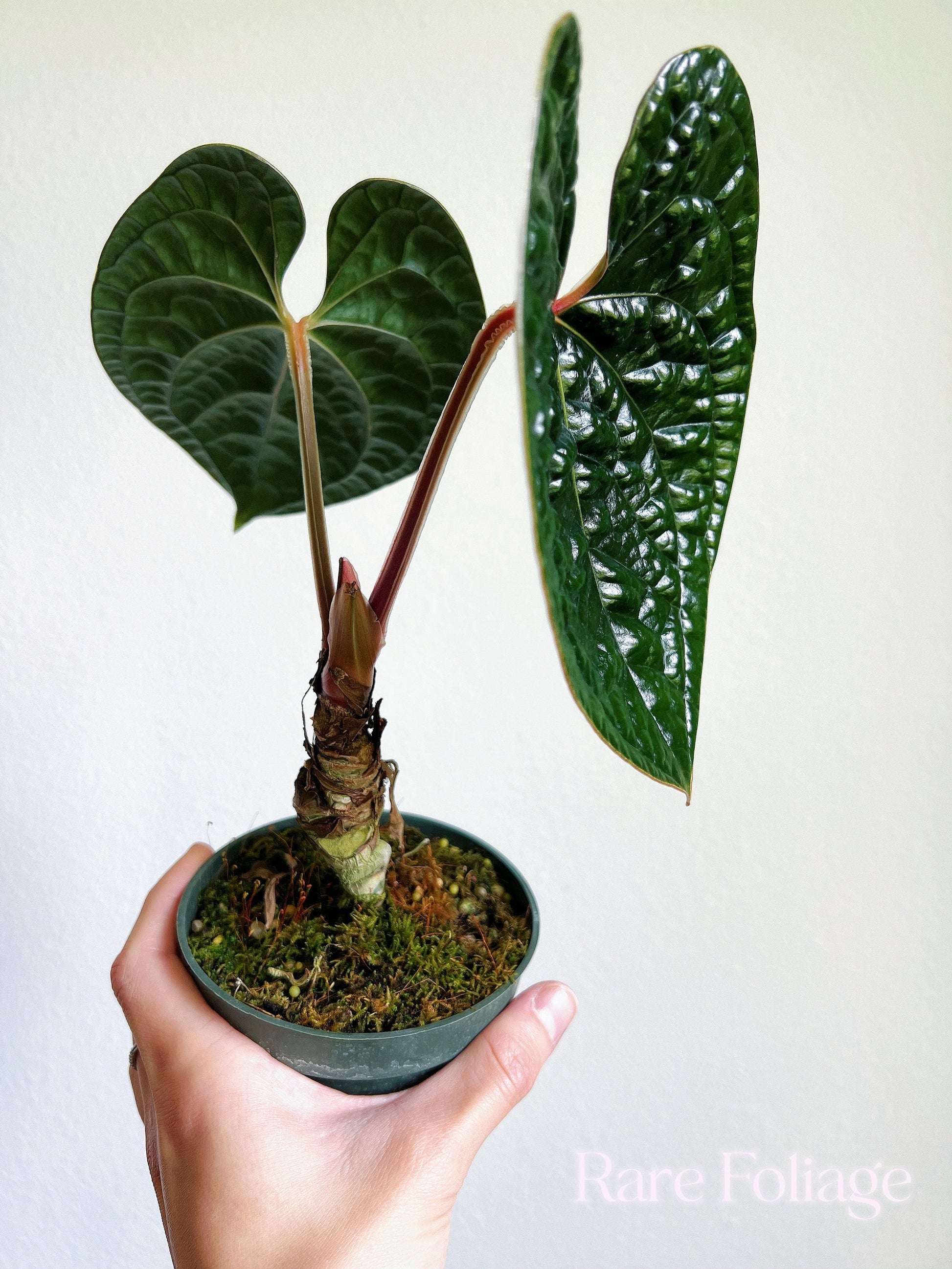 anthurium luxurians price Anthurium Luxurians 4”