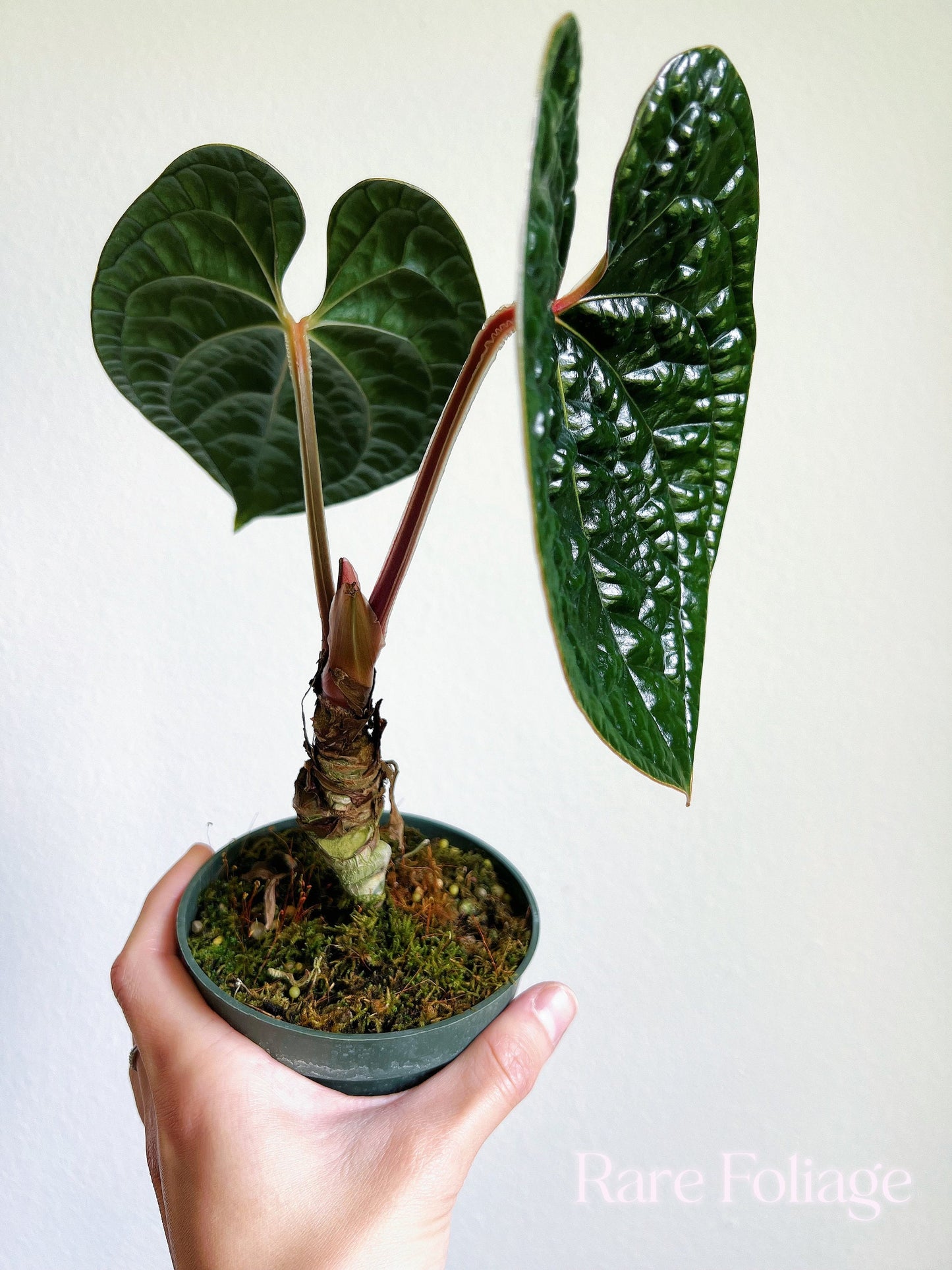 Anthurium Luxurians 4” - US SELLER