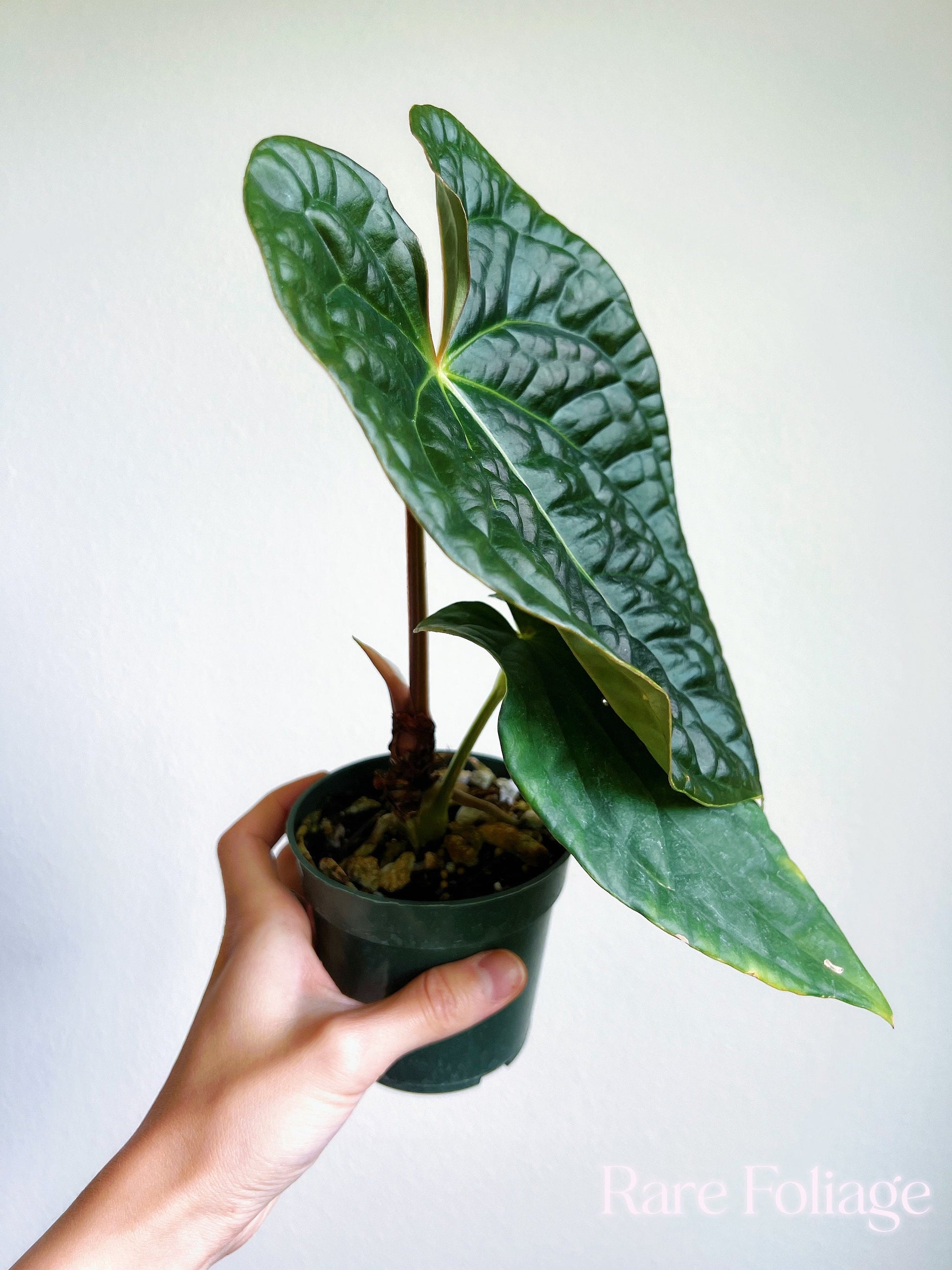 anthurium luxurians price Anthurium Luxurians x Forgetii 4” Exact Plant