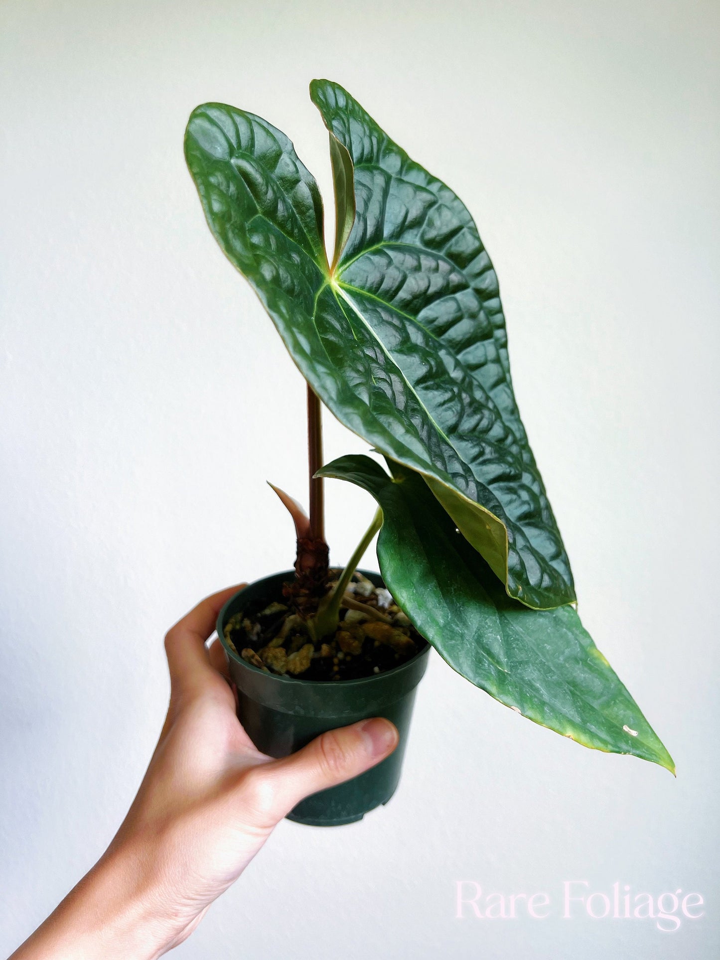 Anthurium Luxurians x Forgetii 4” Exact Plant - US SELLER