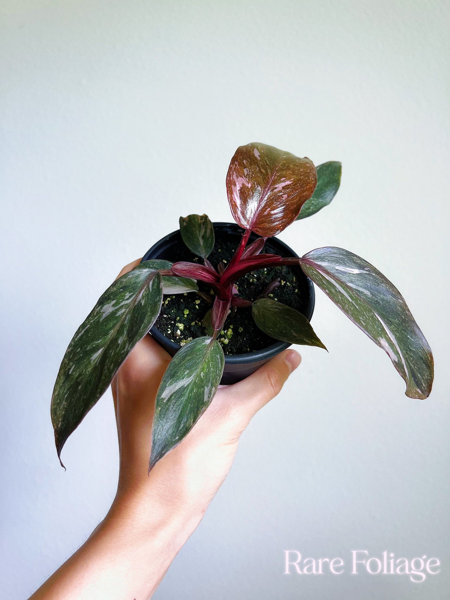 Philodendron Pink Princess Marble 4"- US SELLER