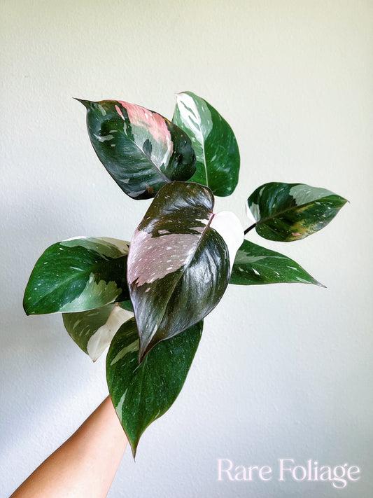 Philodendron Red Anderson 4” - US SELLER