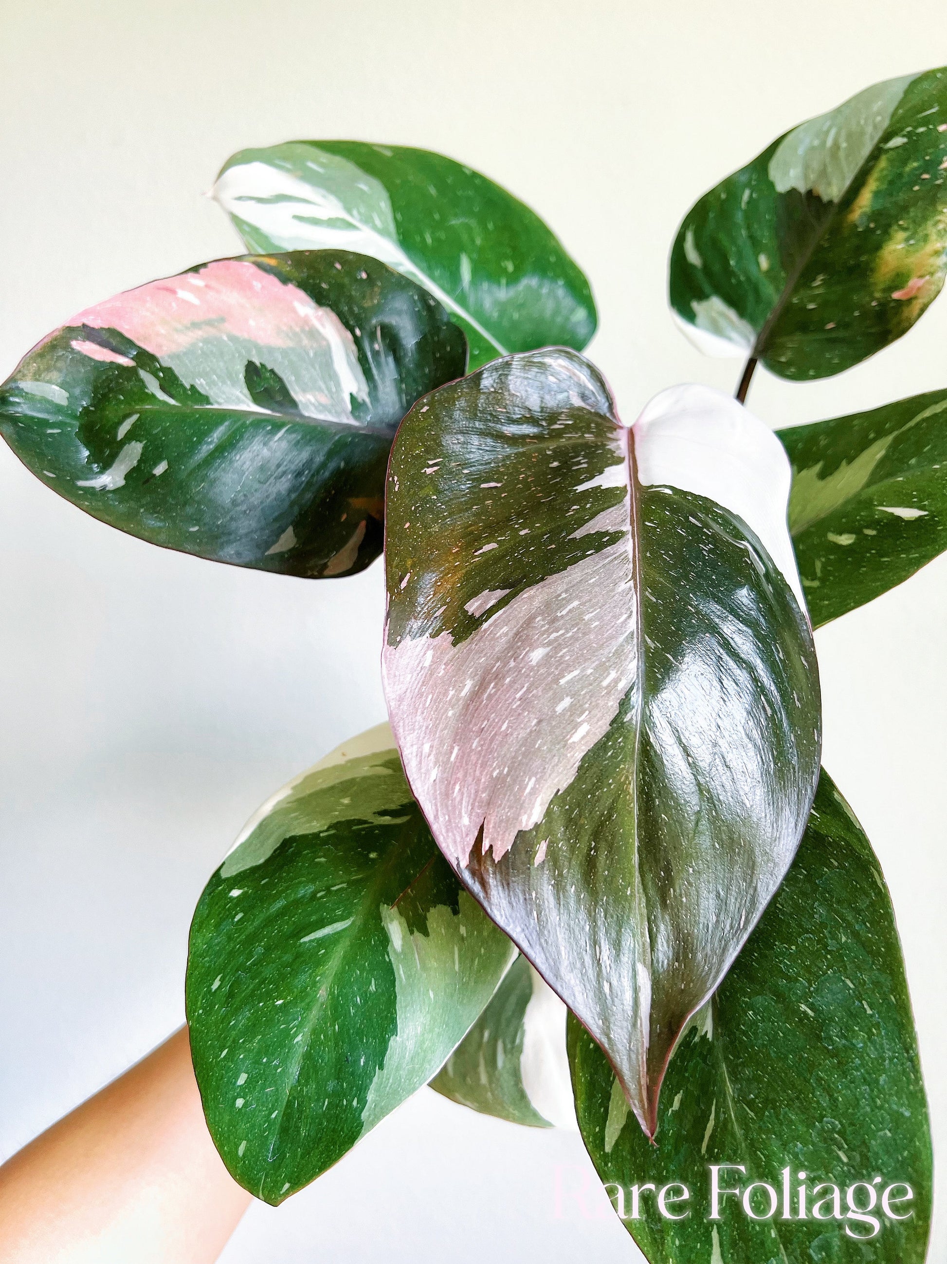 philodendron red wings Philodendron Red Anderson 6”