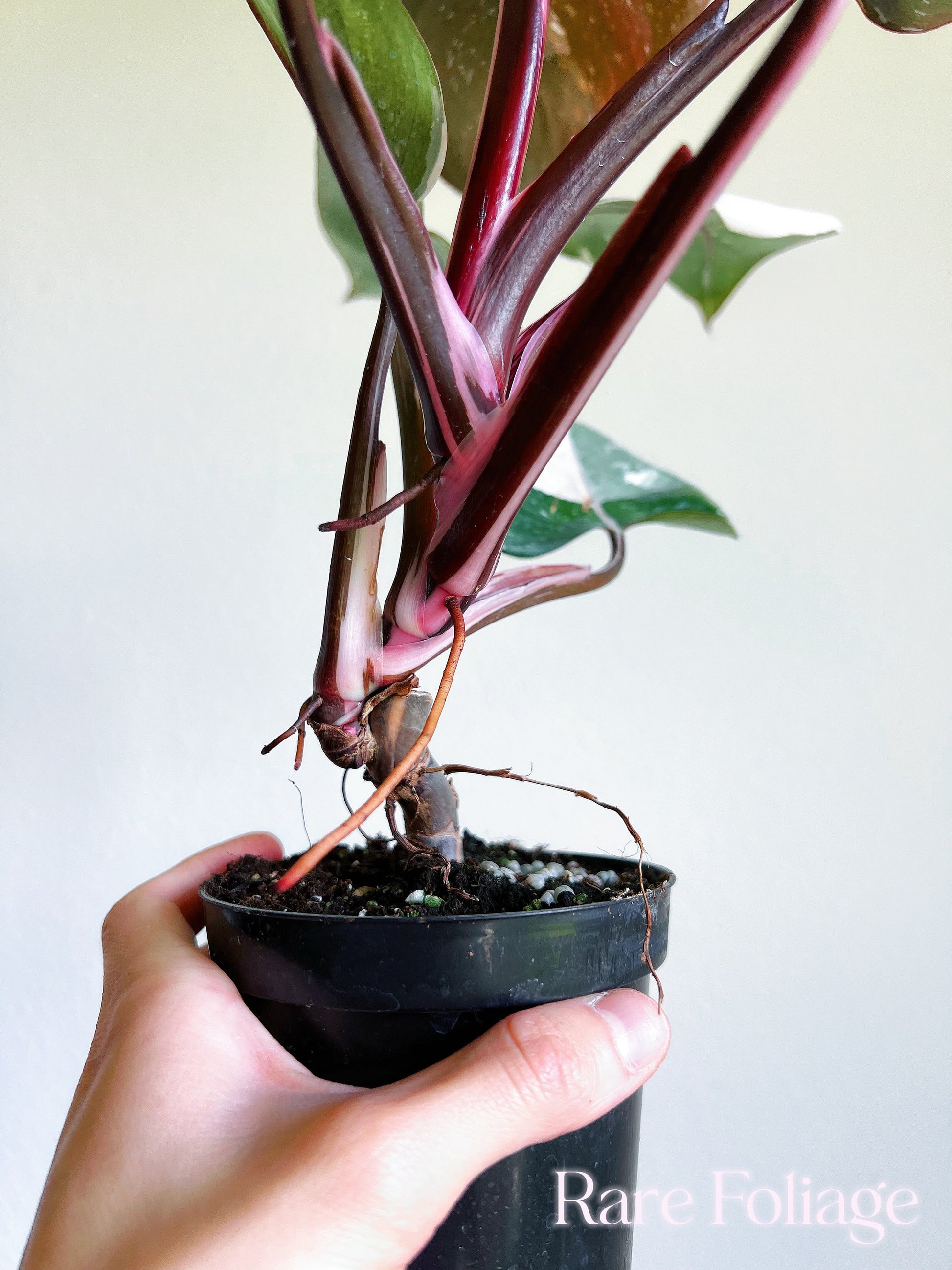 red anderson philodendron for sale Philodendron Red Anderson 6”