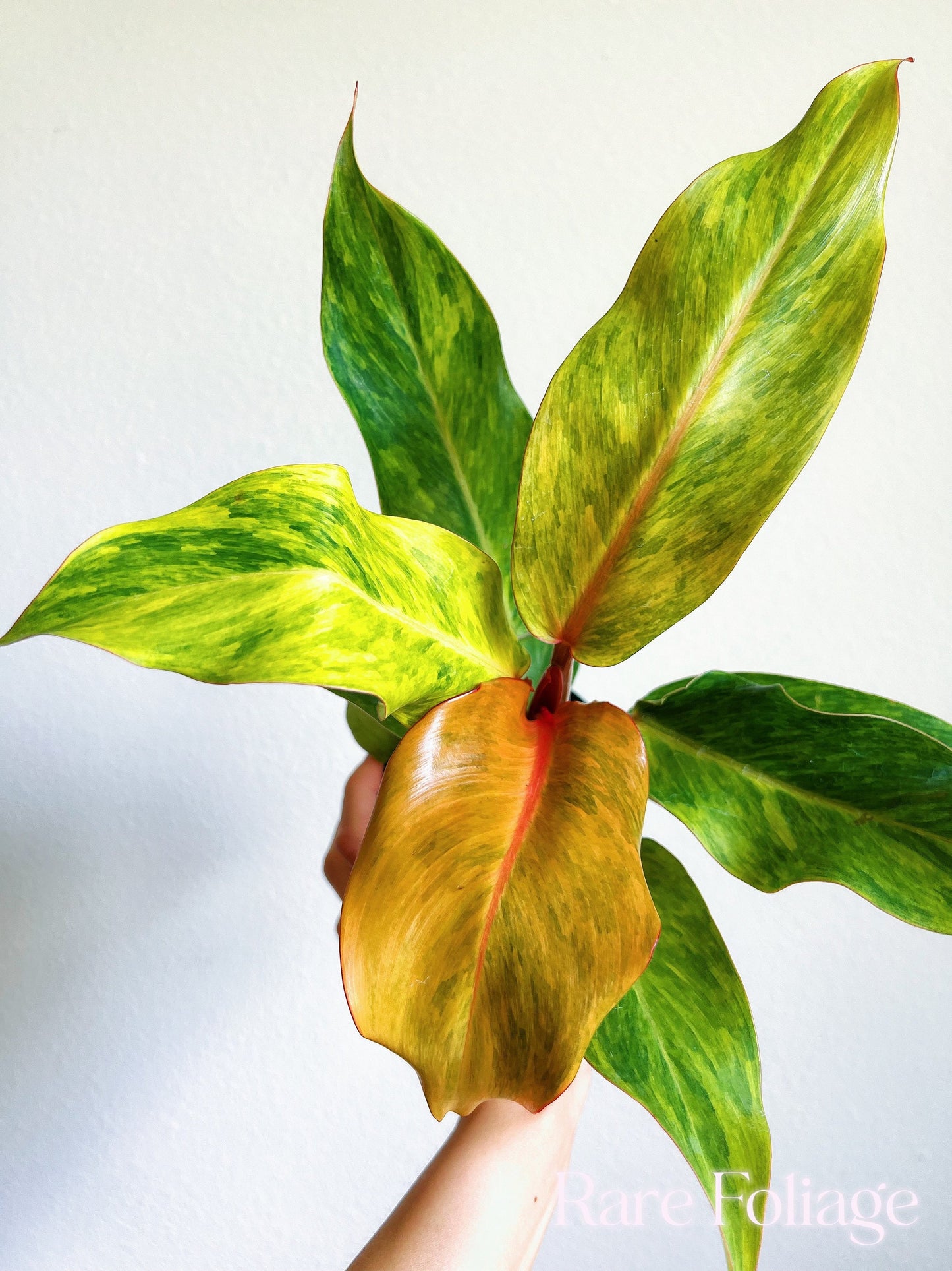 Philodendron Orange Marmalade 4" - US SELLER