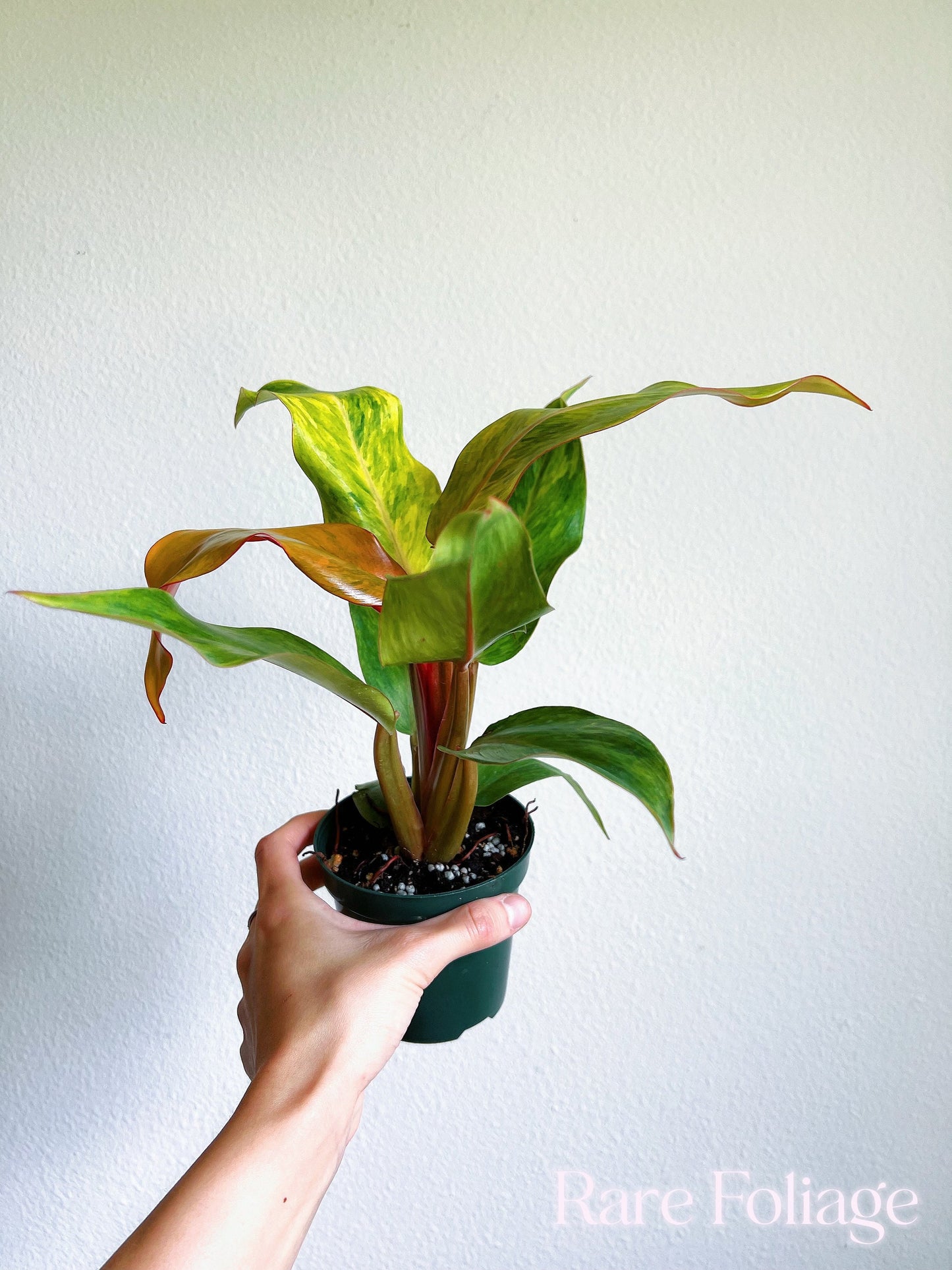 Philodendron Orange Marmalade 4" - US SELLER