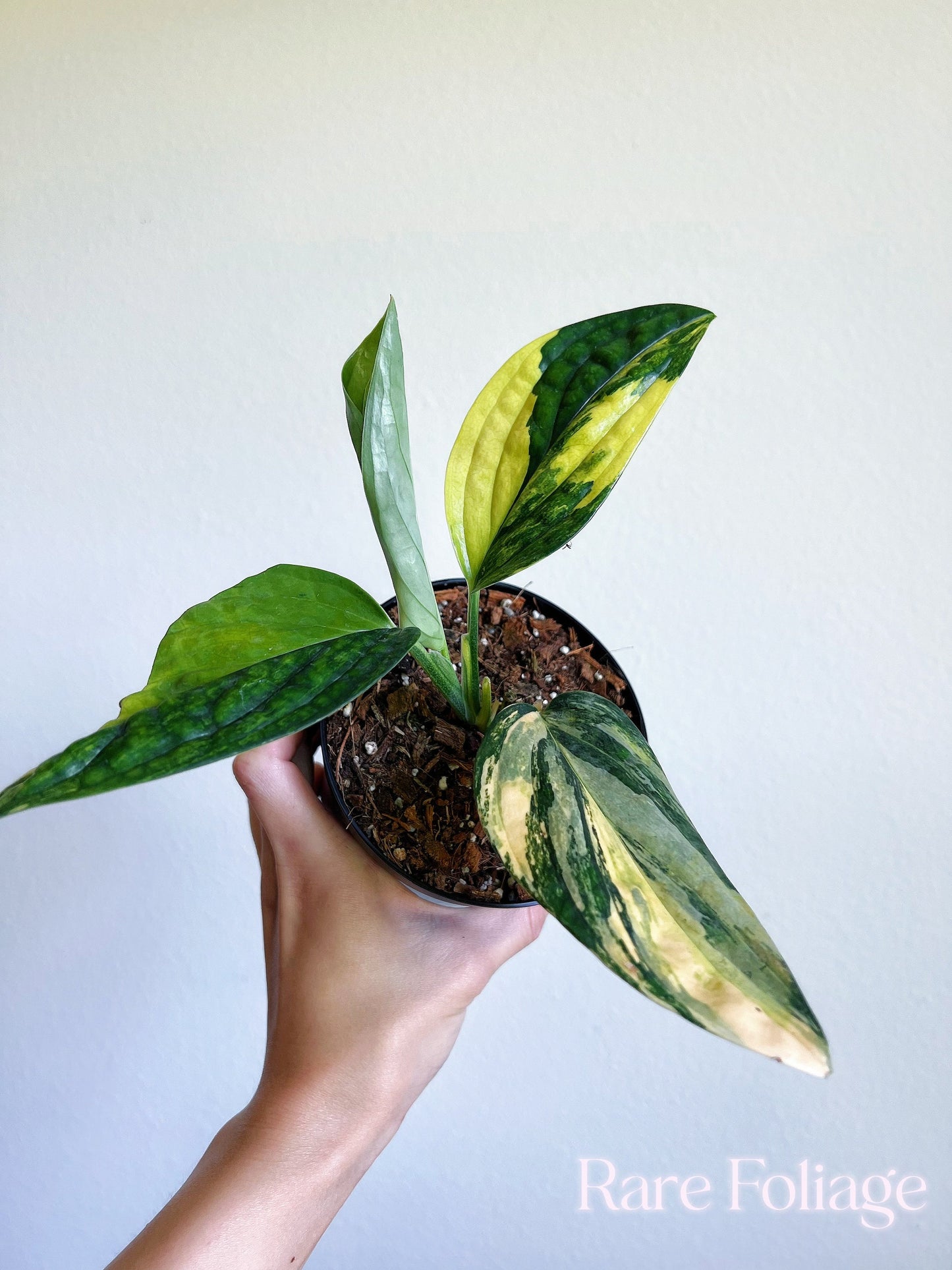 Monstera Peru Variegated 4’’ - US SELLER