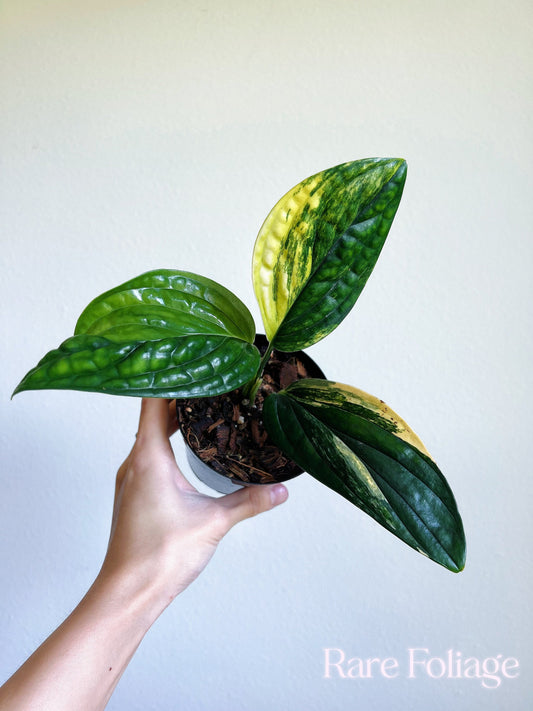 Monstera Peru Variegated 4’’