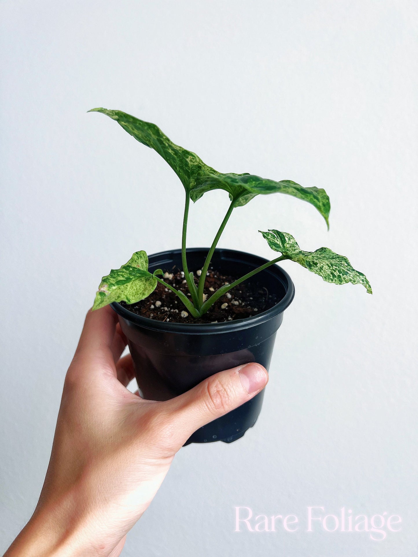 Syngonium Mojito 4” - US SELLER