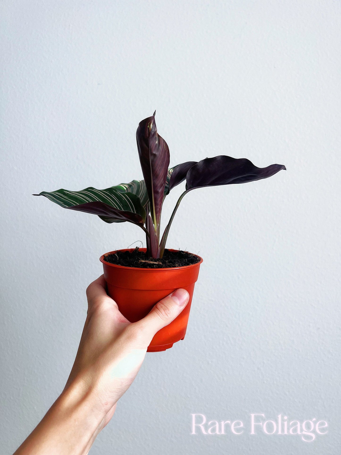 Calathea Ornata 4" - US SELLER