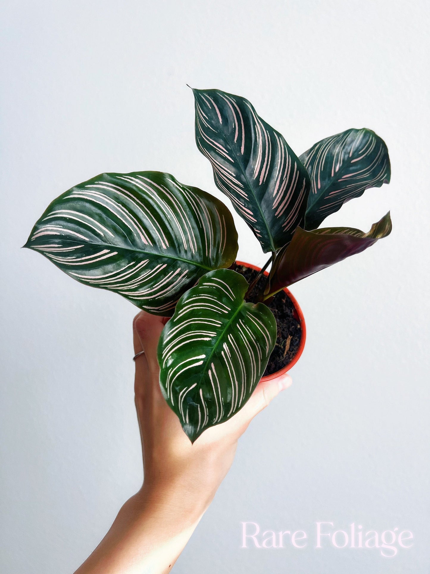 Calathea Ornata 4" - US SELLER