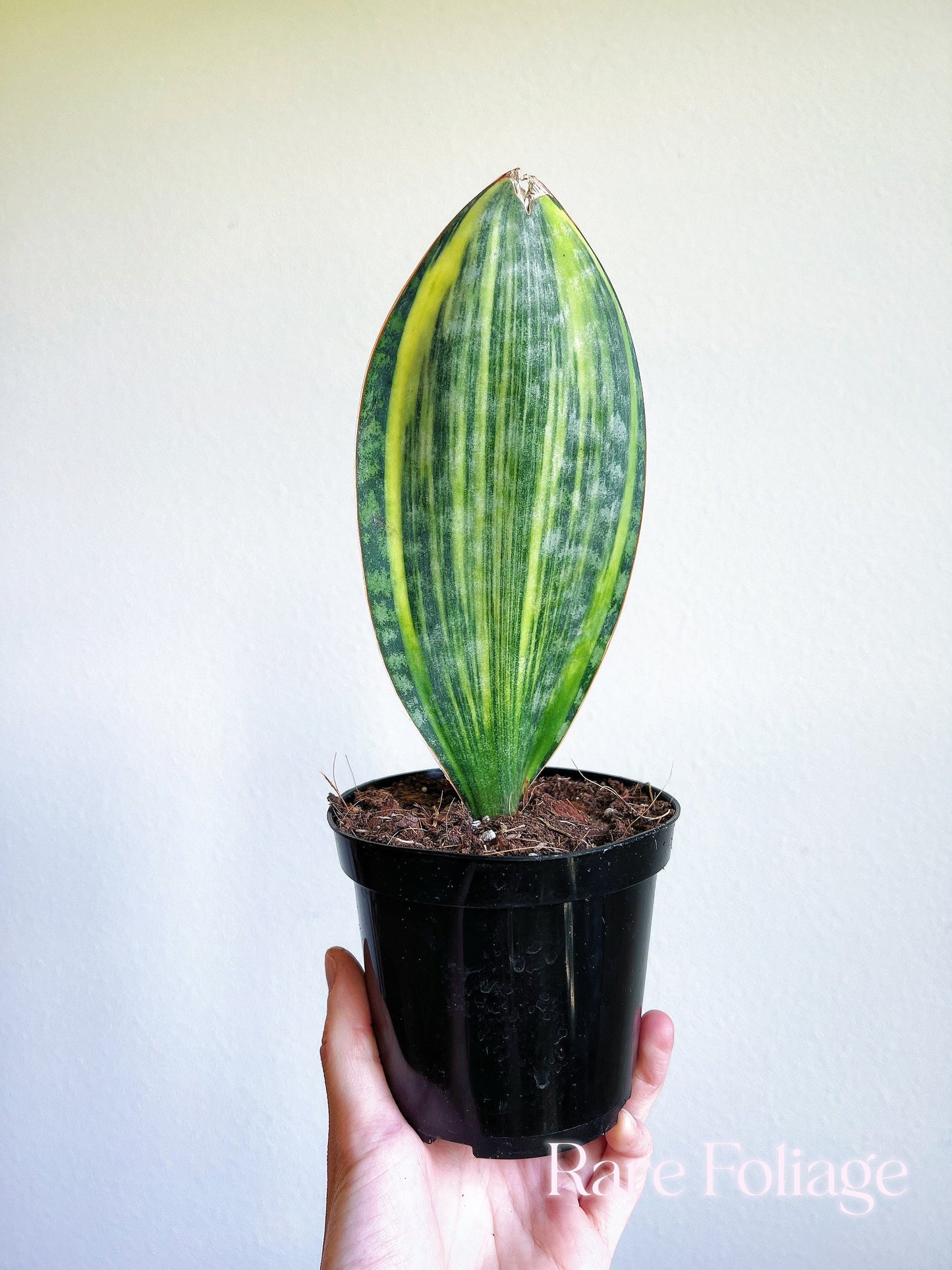 Sansevieria ‘Whale Fin’ Variegated 4” - US SELLER