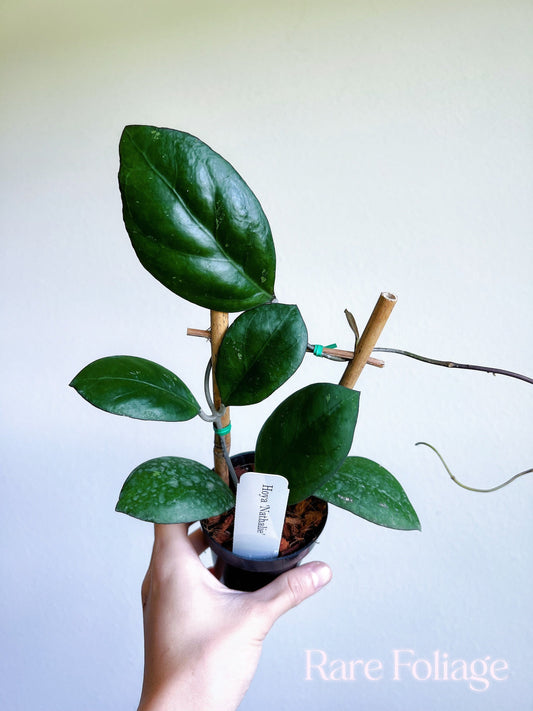 Hoya ‘Nathalie’ 3” on Trellis - US SELLER