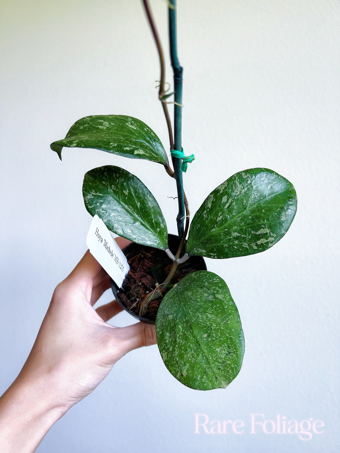 Hoya ‘Michelle’ MB1255 3” on Trellis - US SELLER