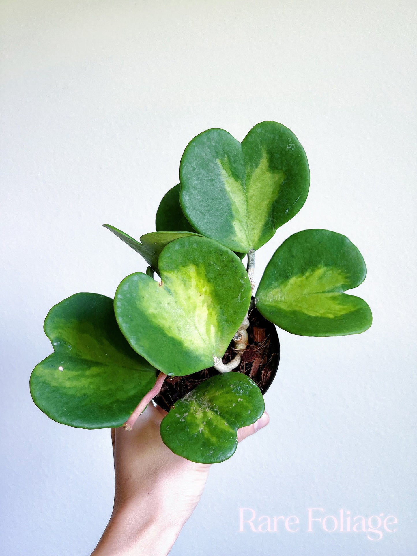 Hoya Kerrii Inner Variegated 4”