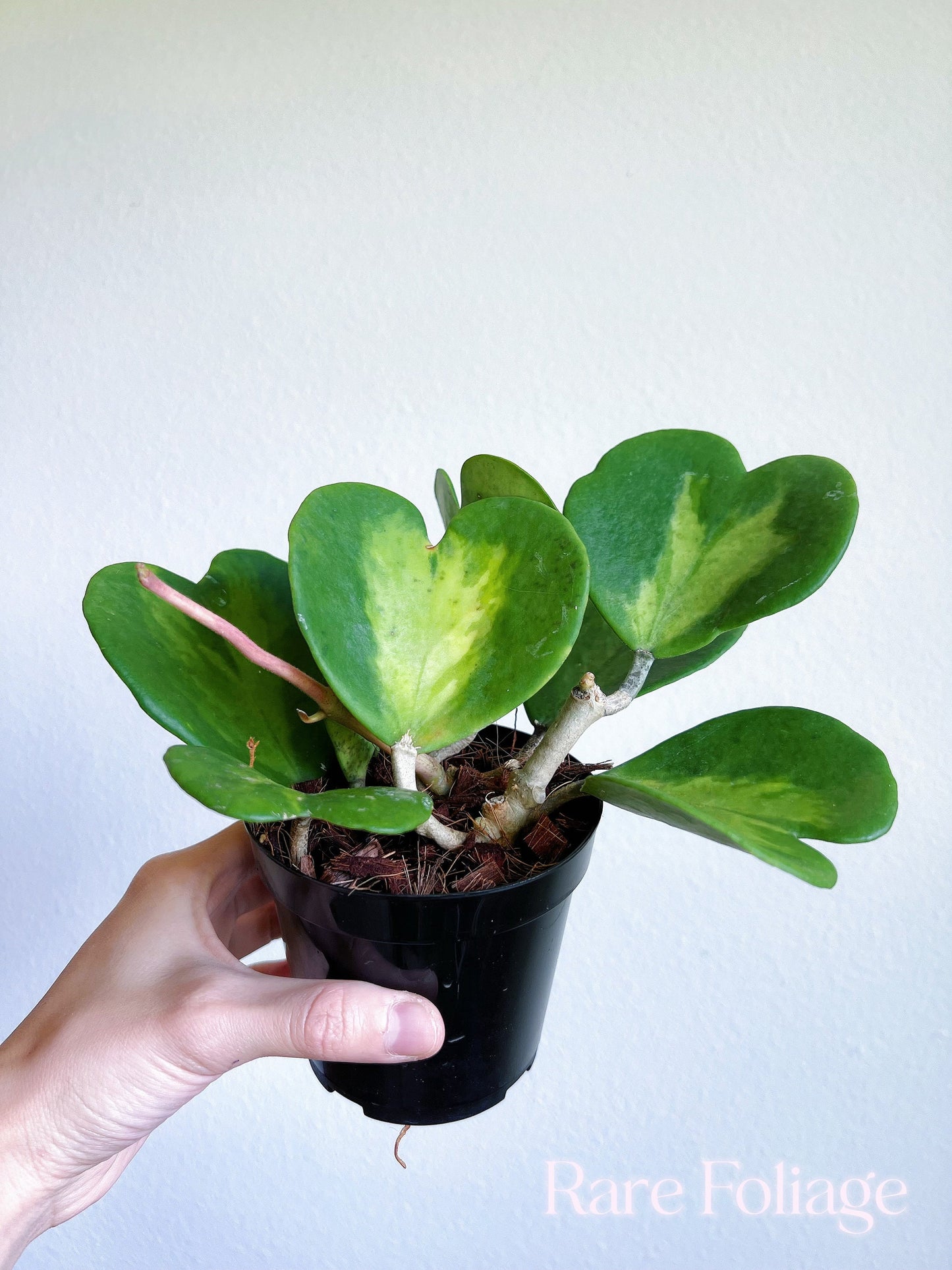 Hoya Kerrii Inner Variegated 4”