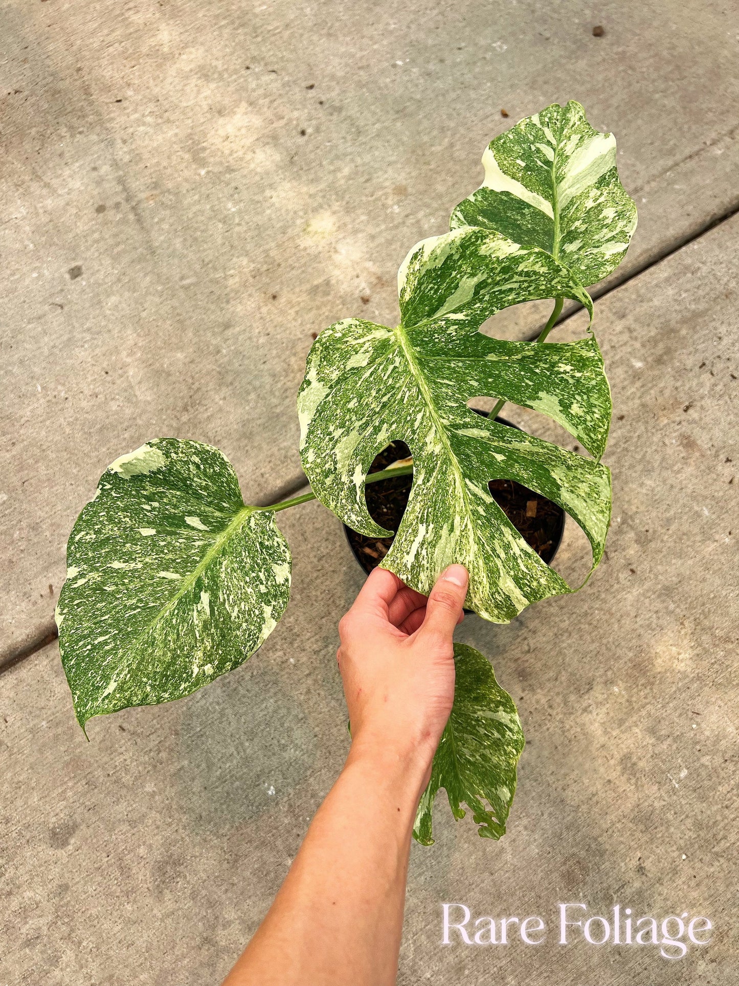 Monstera Thai Constellation ‘Platinum’ 6" Exact Plant - US SELLER