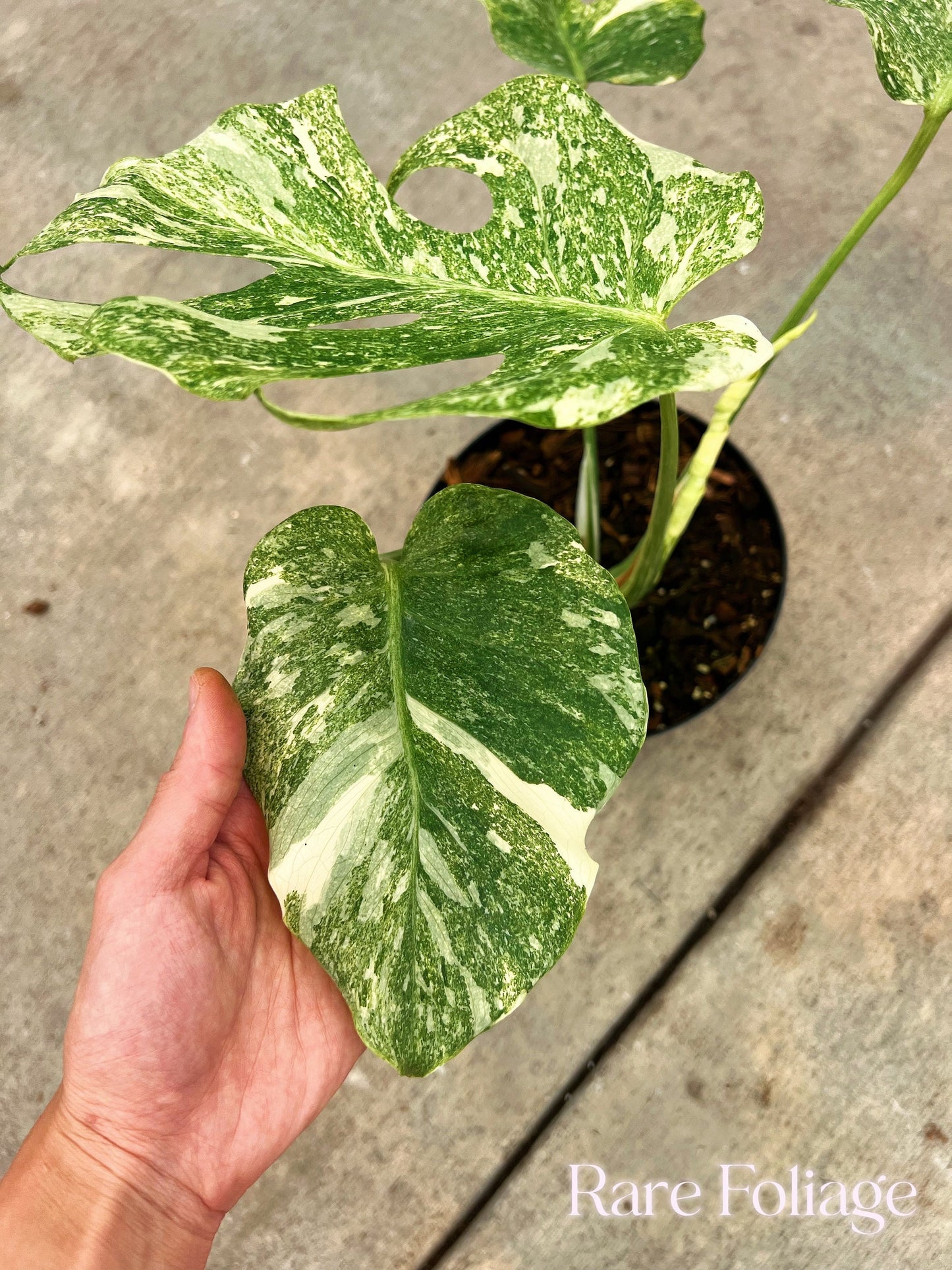 Monstera Thai Constellation ‘Platinum’ 6" Exact Plant - US SELLER