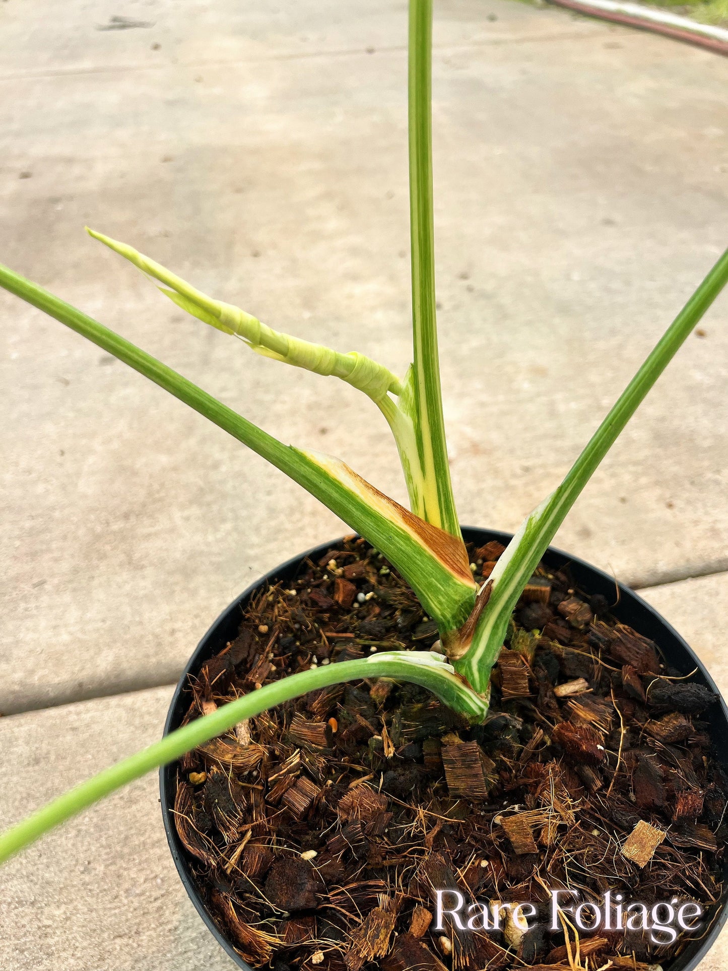 Monstera Thai Constellation ‘Platinum’ 6" Exact Plant - US SELLER