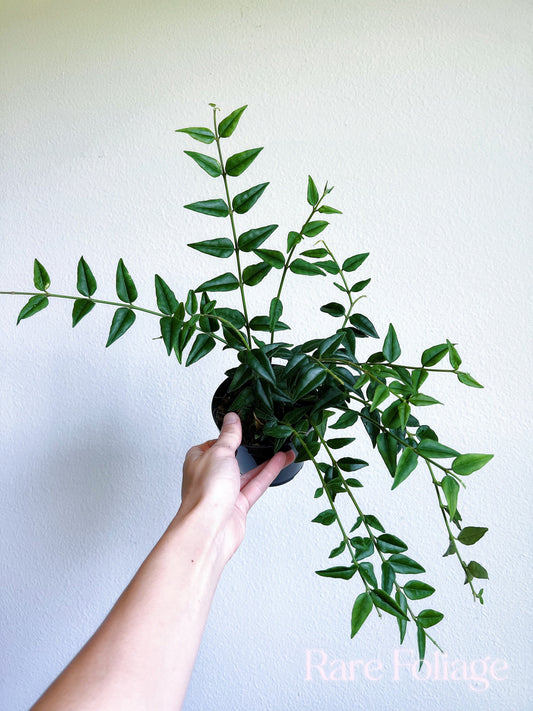 Hoya Bella 4” - US SELLER