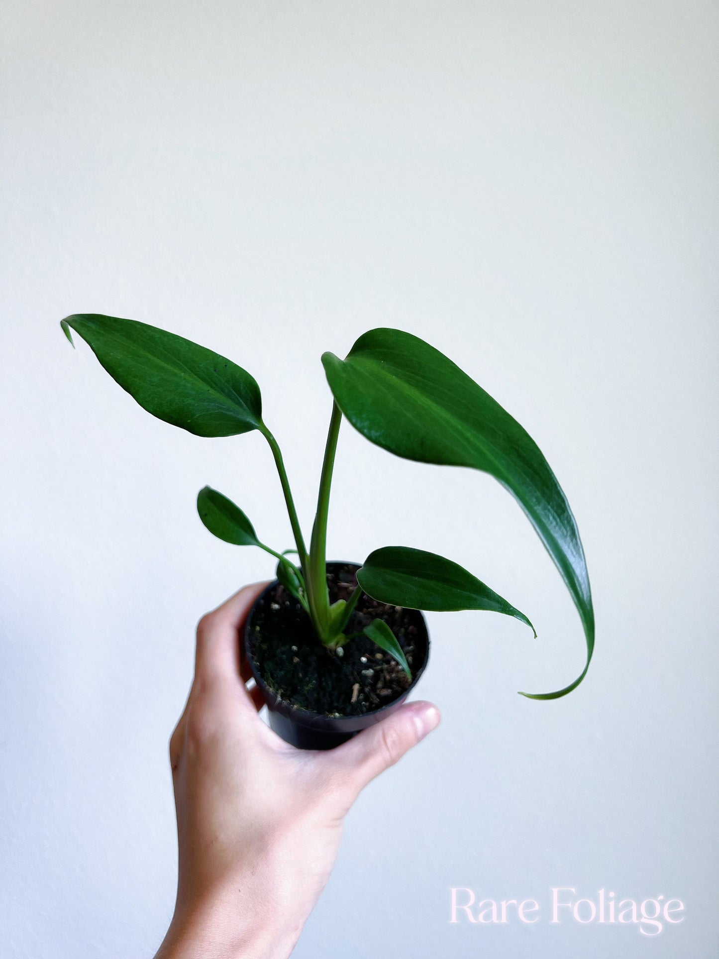 burle marx flame philodendron Monstera Burle Marx Flame 4” – Rare Foliage Plant Co