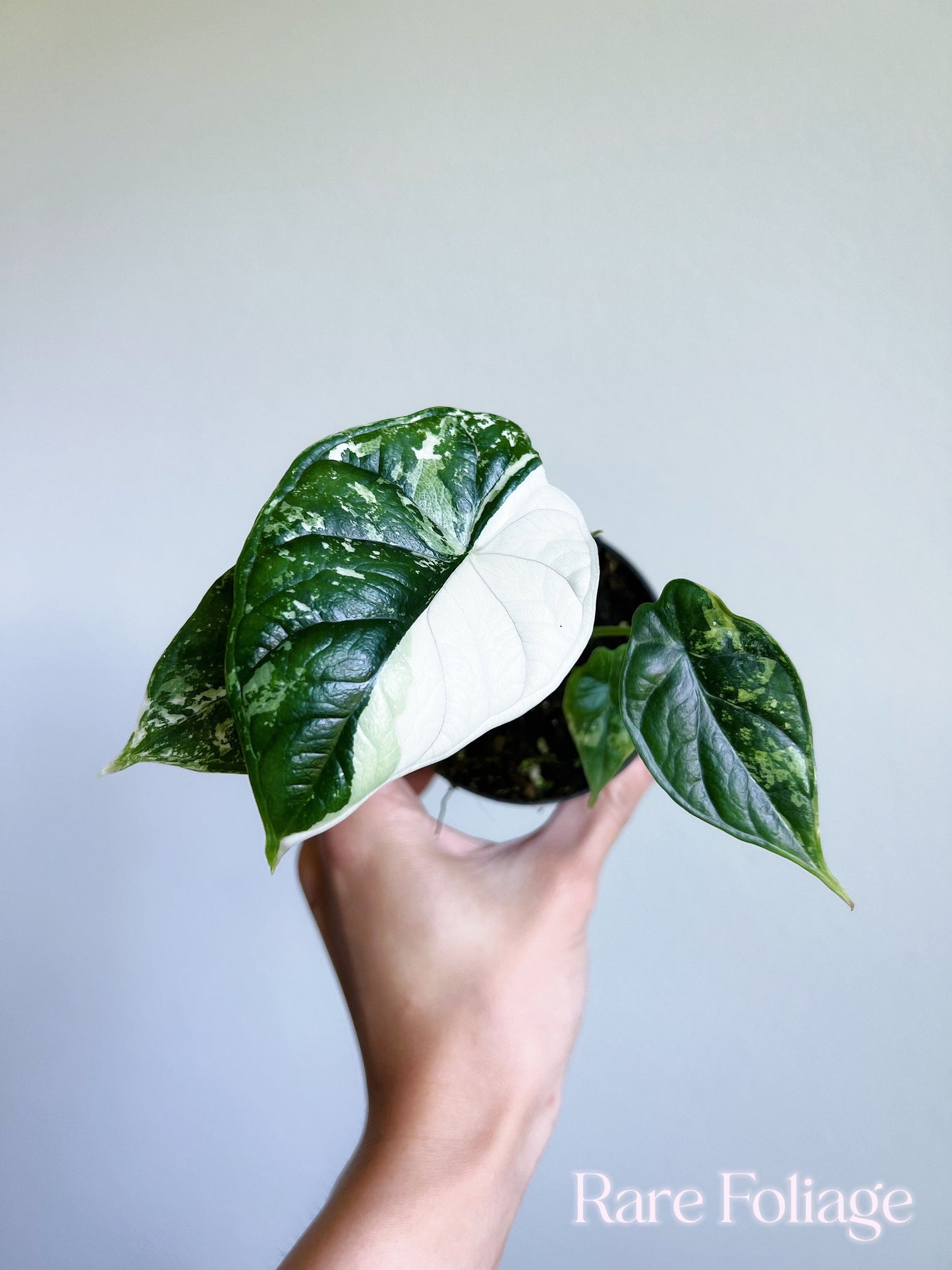 Alocasia Dragon Scale Variegated 3"