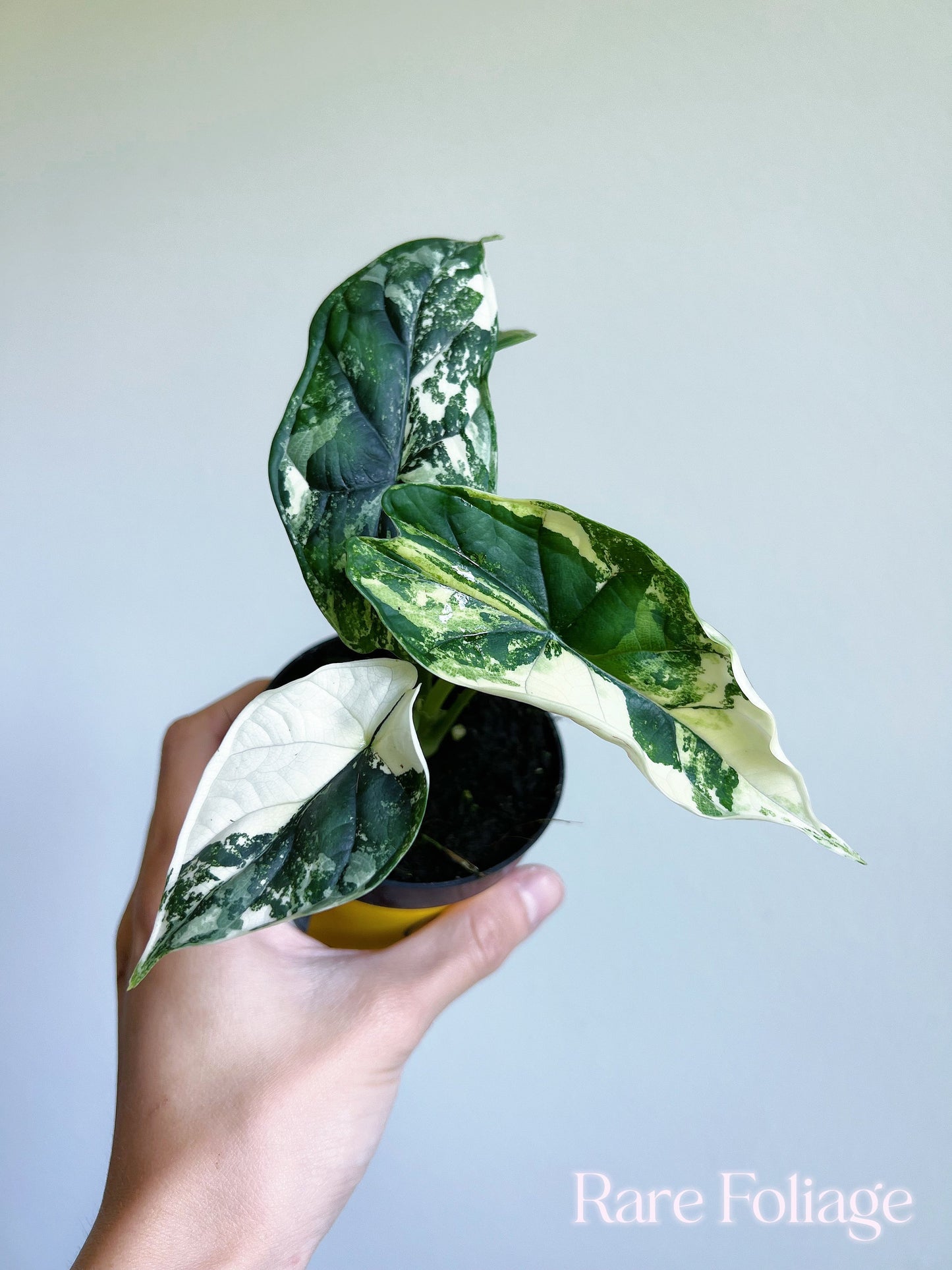 Alocasia Dragon Scale Variegated 3"