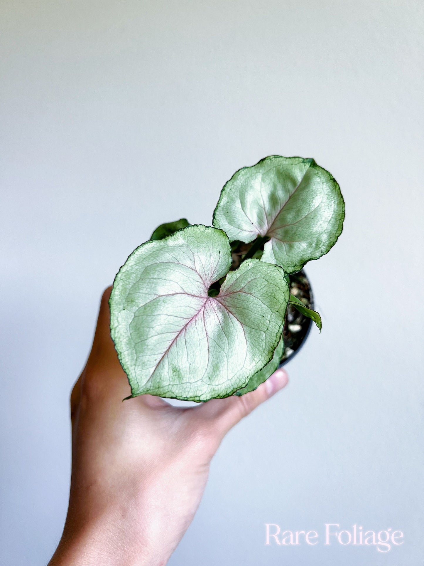 Syngonium Green Splash 3” - US SELLER