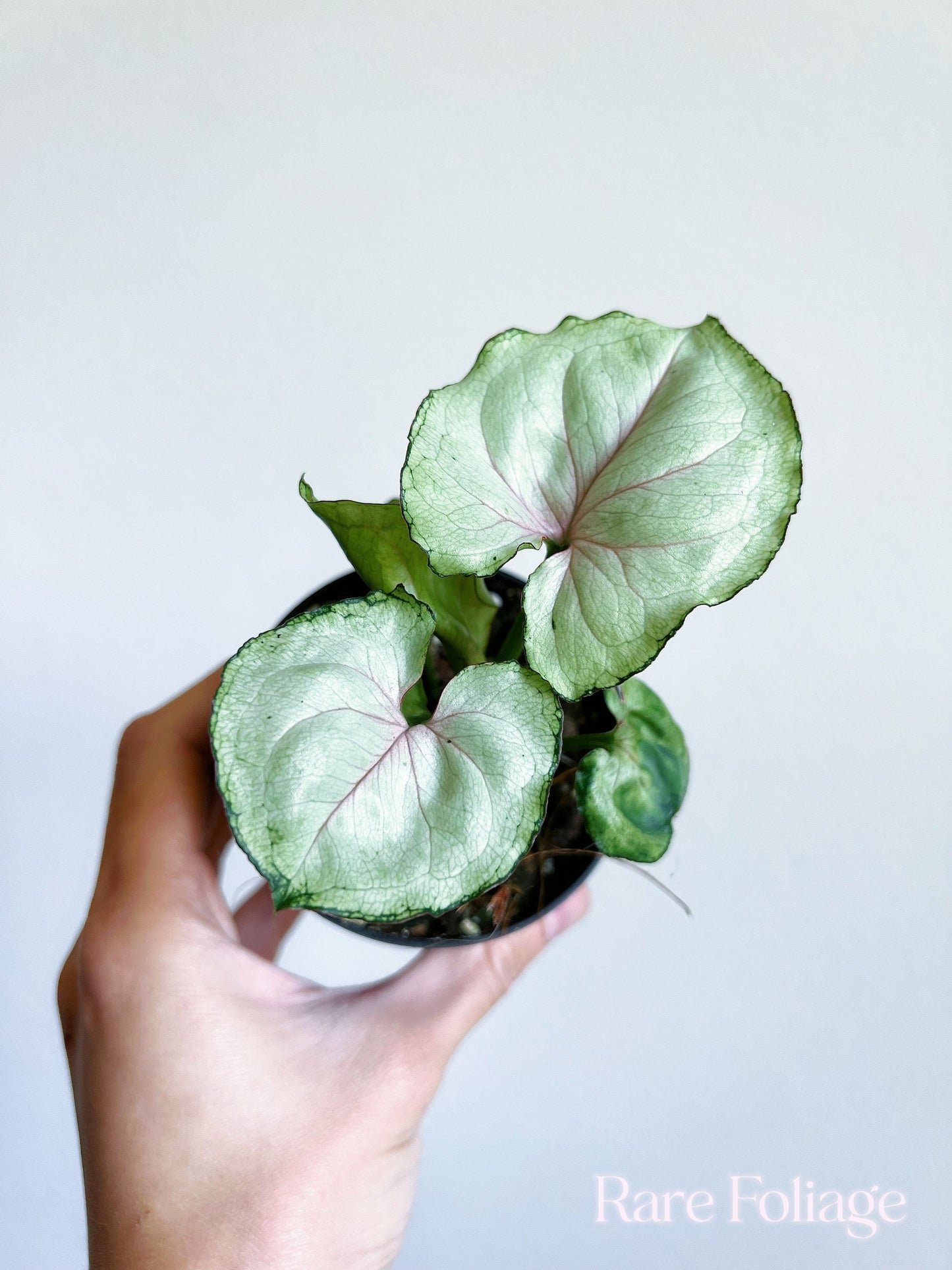 Syngonium Green Splash 3” - US SELLER