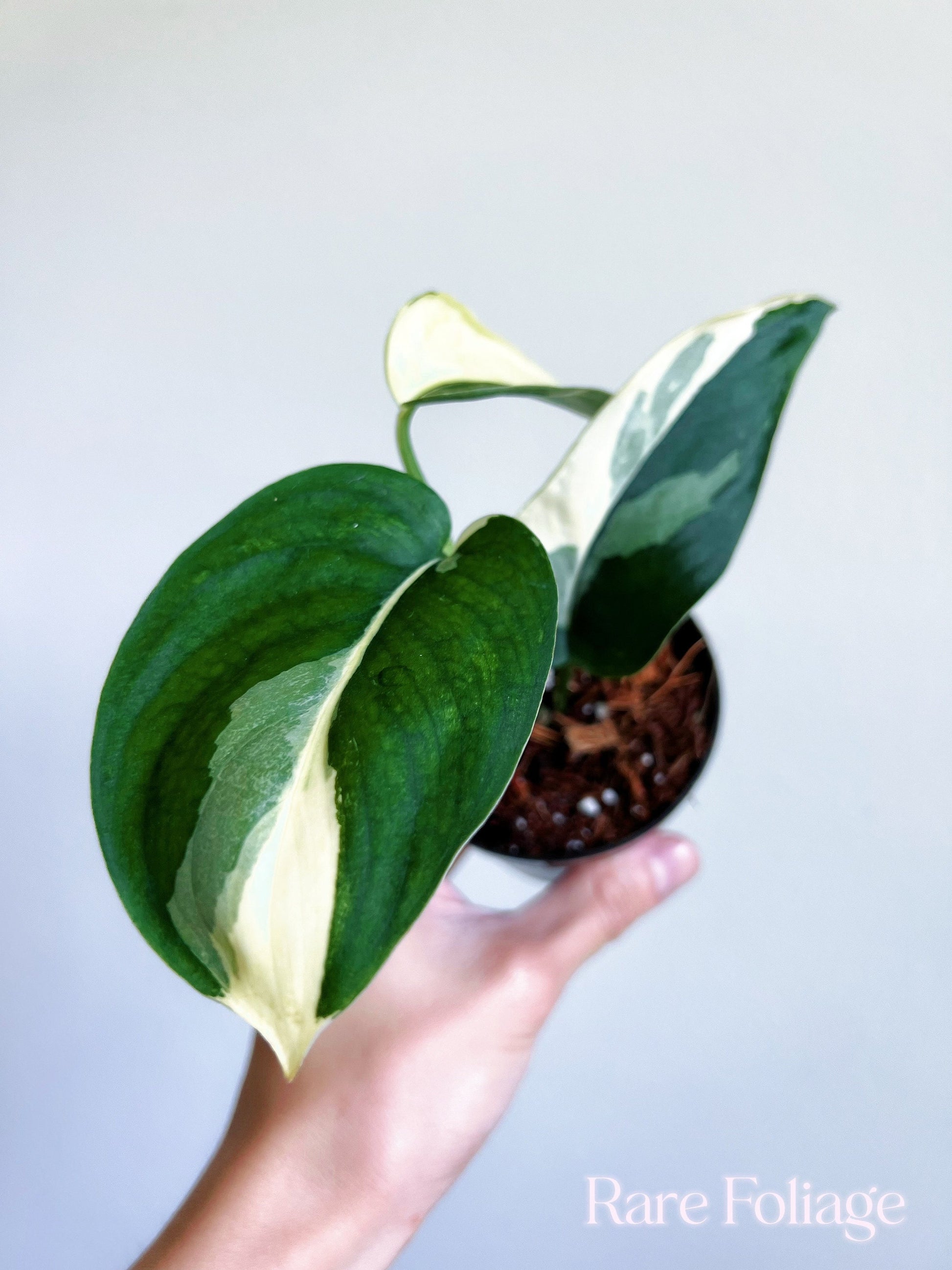 satin jade plant Scindapsus Jade Satin Albo 3”