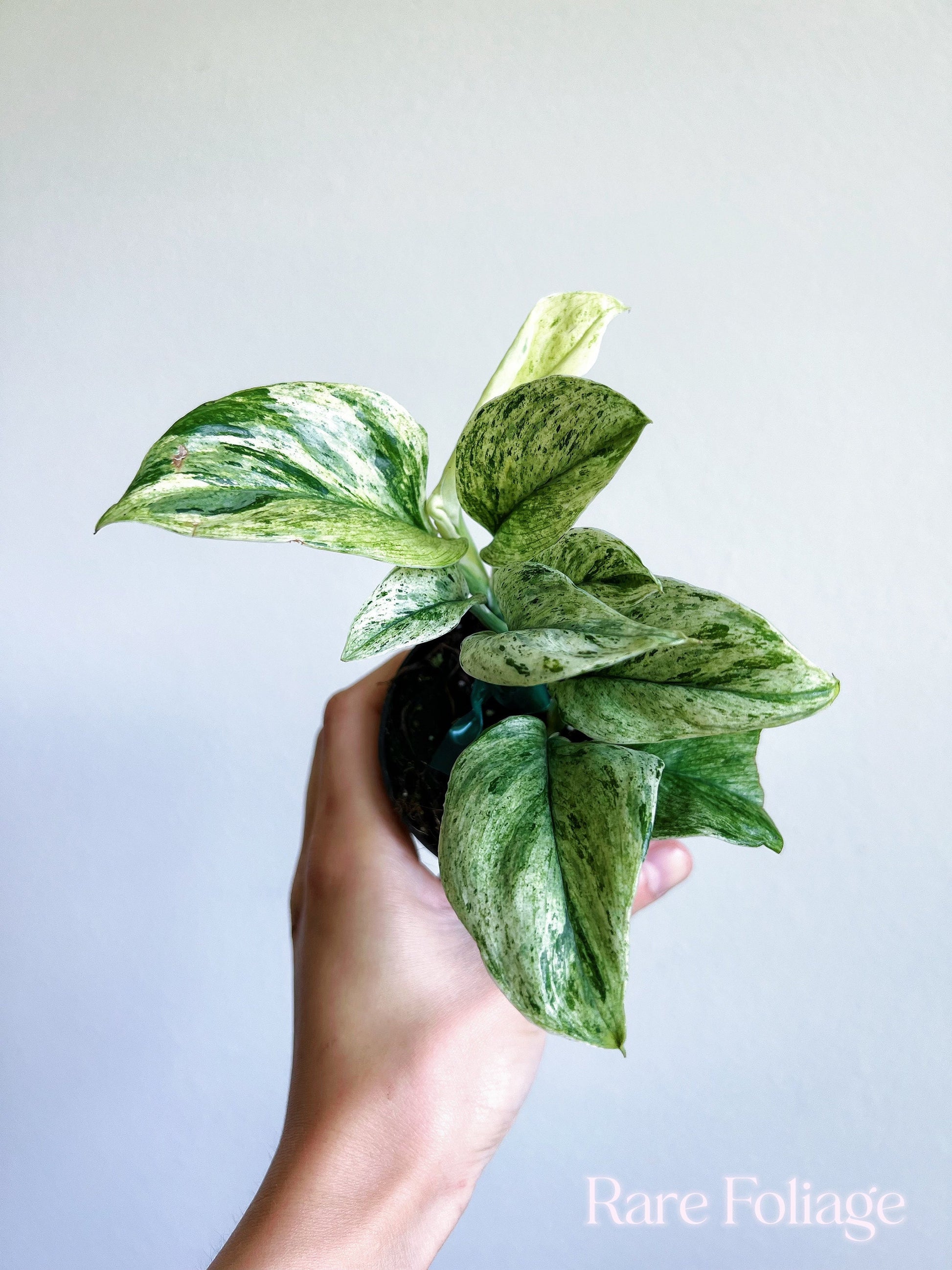 treubii pothos Scindapsus Treubii Moonlight Marble 3" – Rare Foliage Plant Co