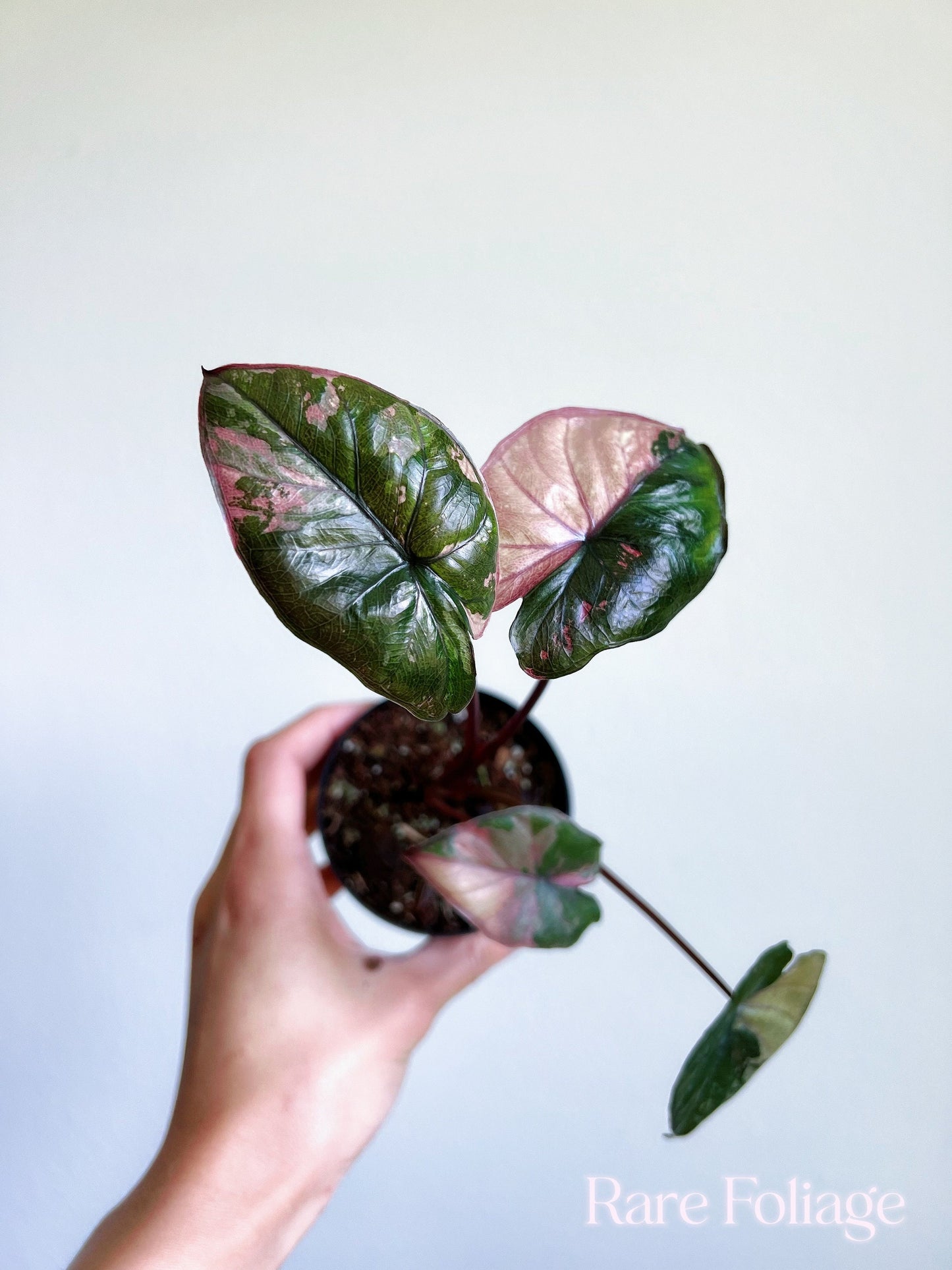 Alocasia Serendipity Pink Variegated 3” Exact Plant - US SELLER