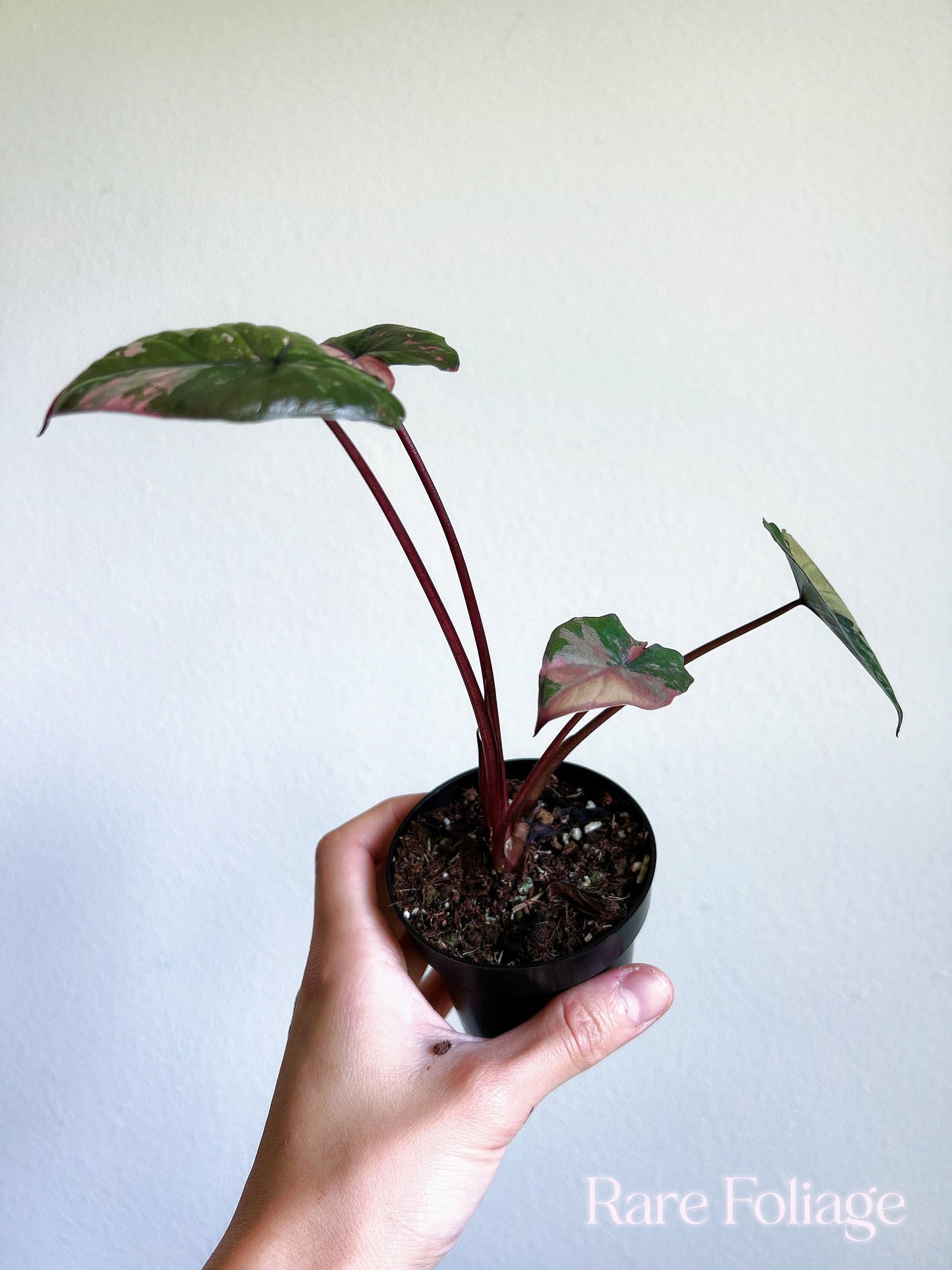 Alocasia Serendipity Pink Variegated 3” Exact Plant - US SELLER