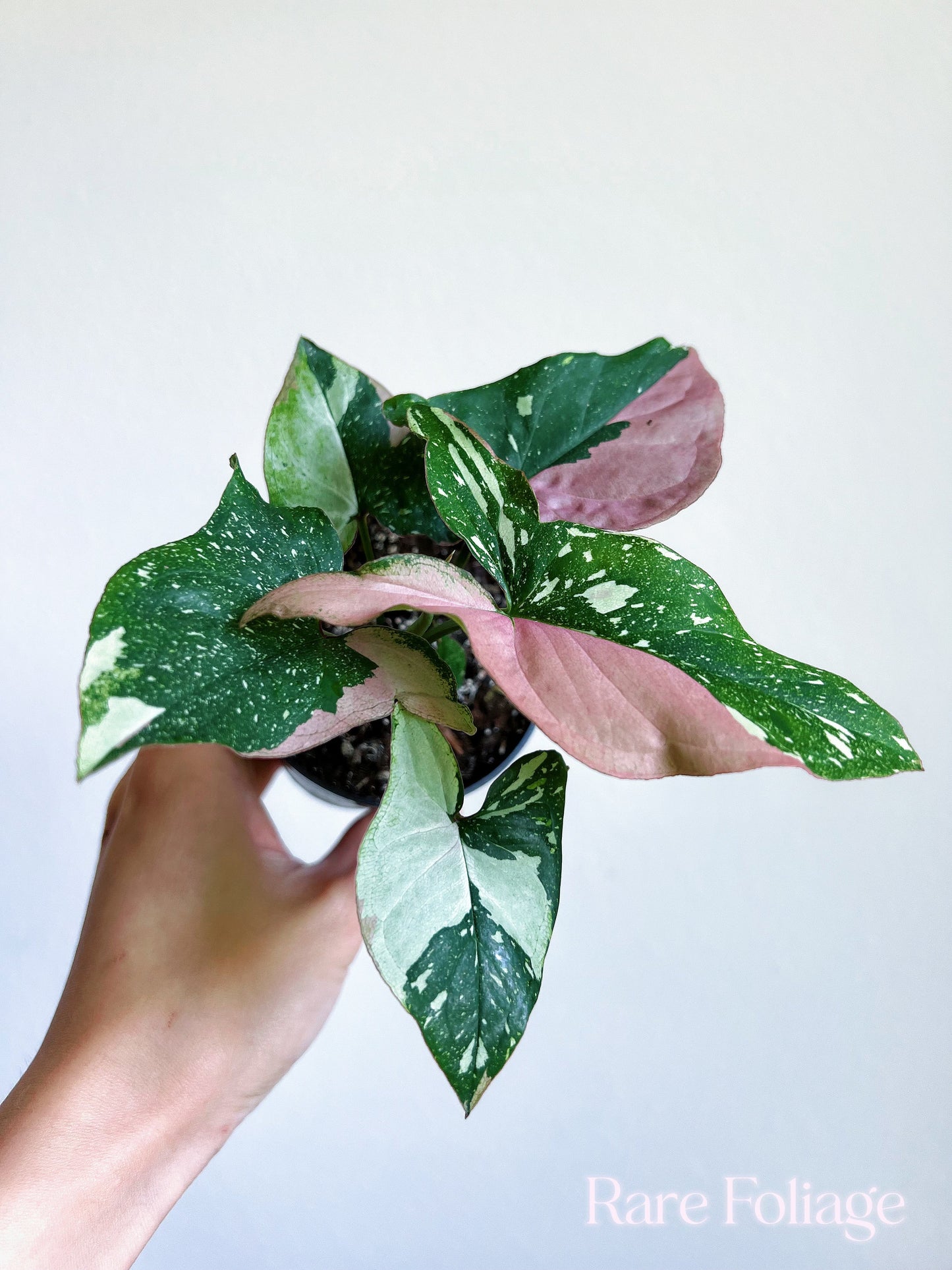 Syngonium Red Spot Tricolor 3” - US SELLER