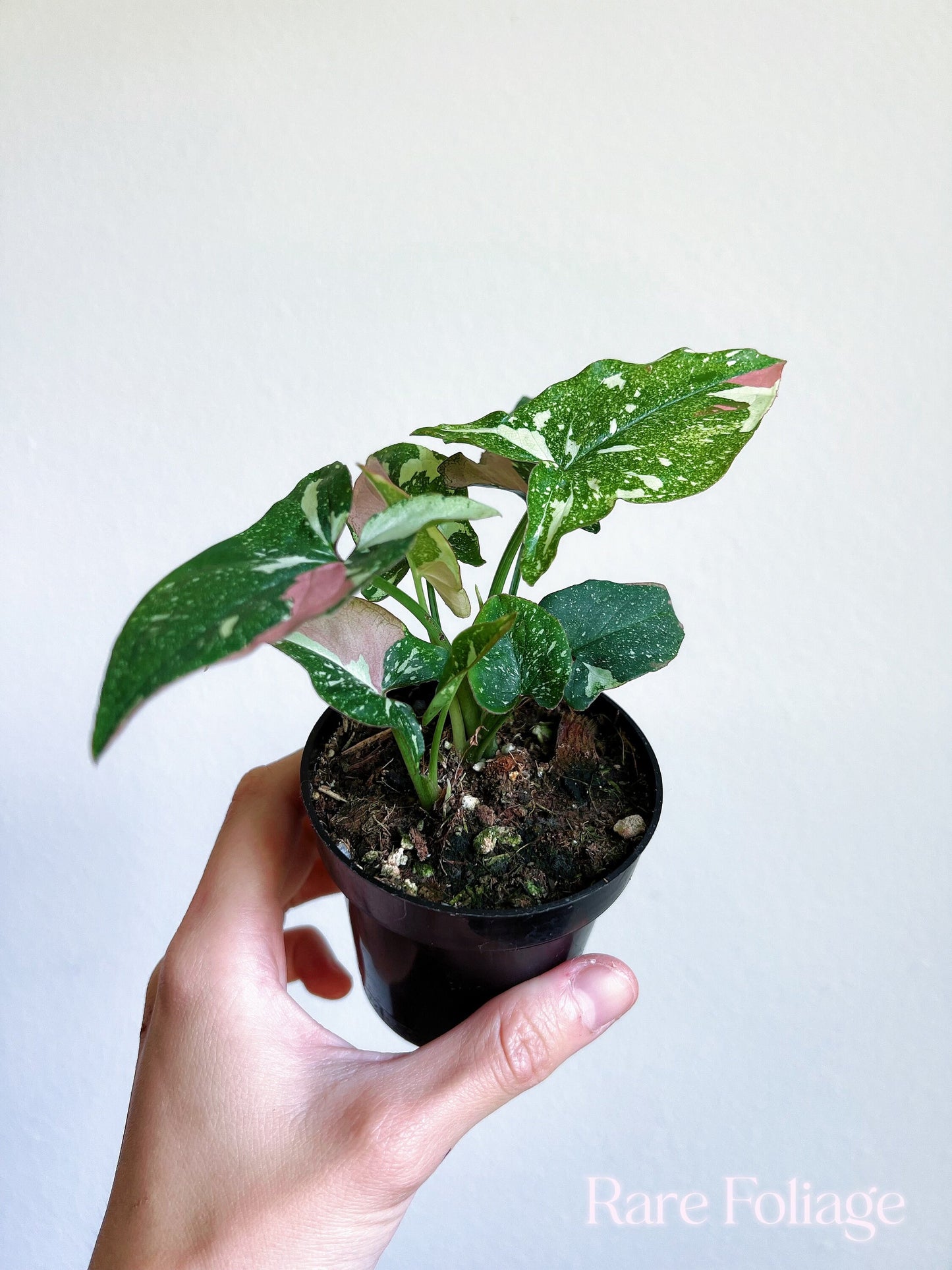 Syngonium Red Spot Tricolor 3” - US SELLER