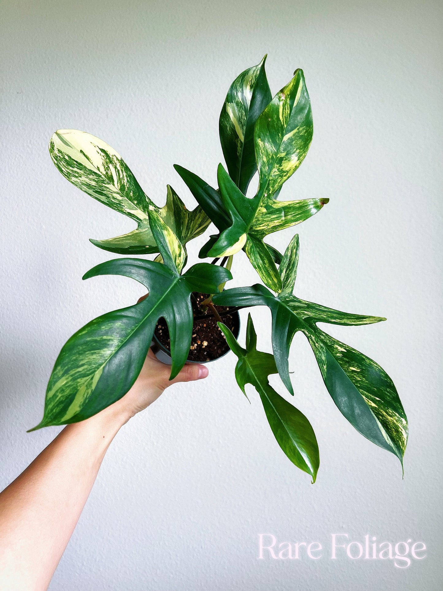 Philodendron Florida Beauty 4" - US SELLER