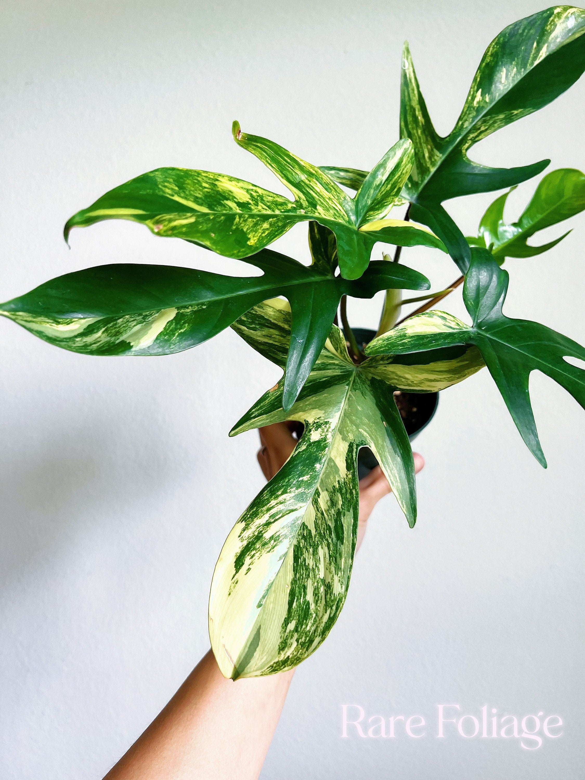 Florida cheapest beauty philodendron US seller