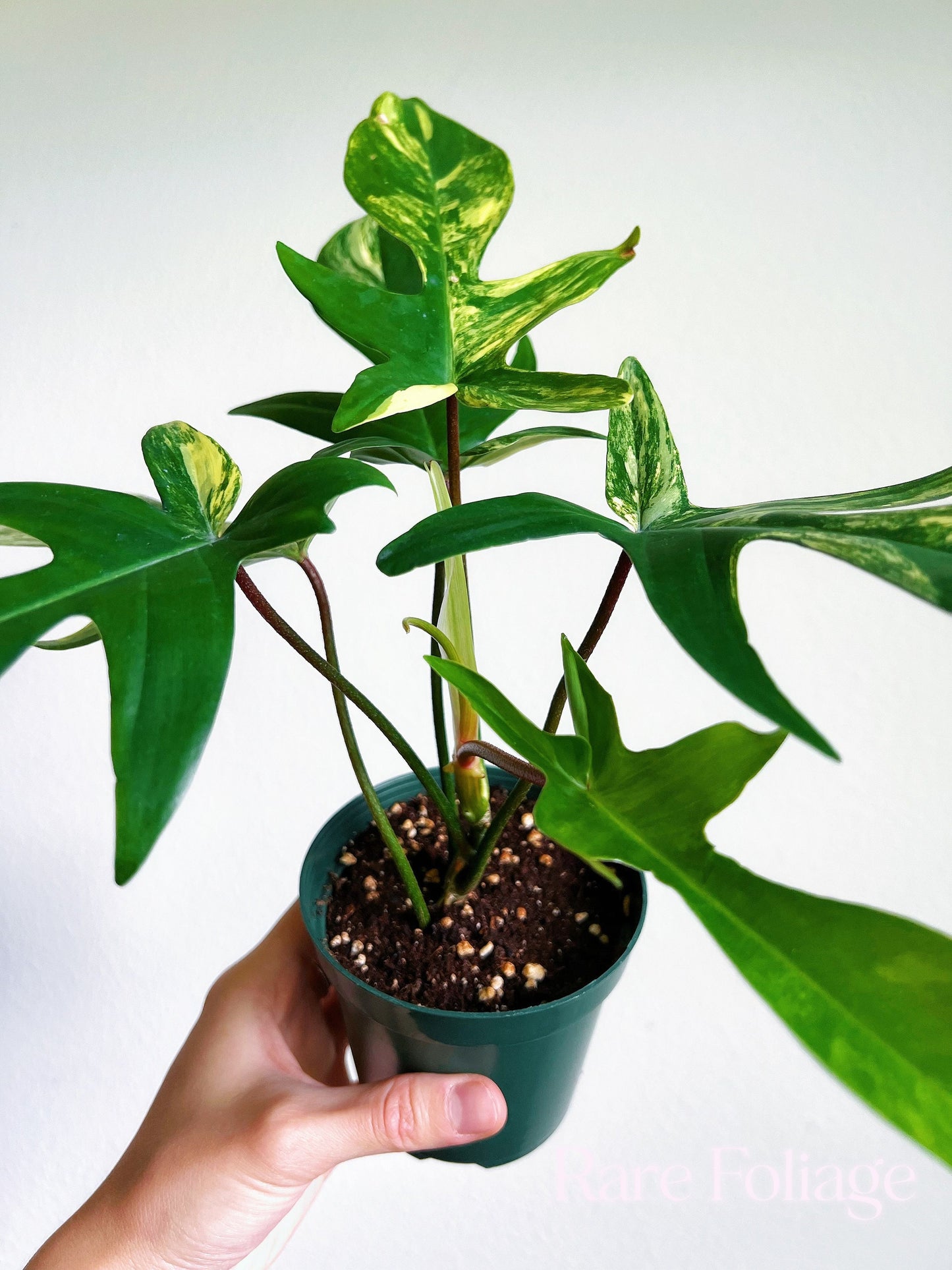 Philodendron Florida Beauty 4" - US SELLER