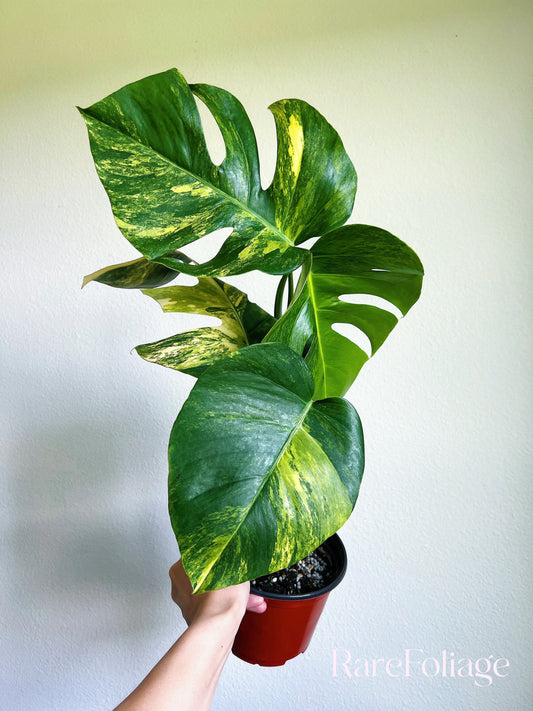 Monstera Aurea 6” - US SELLER