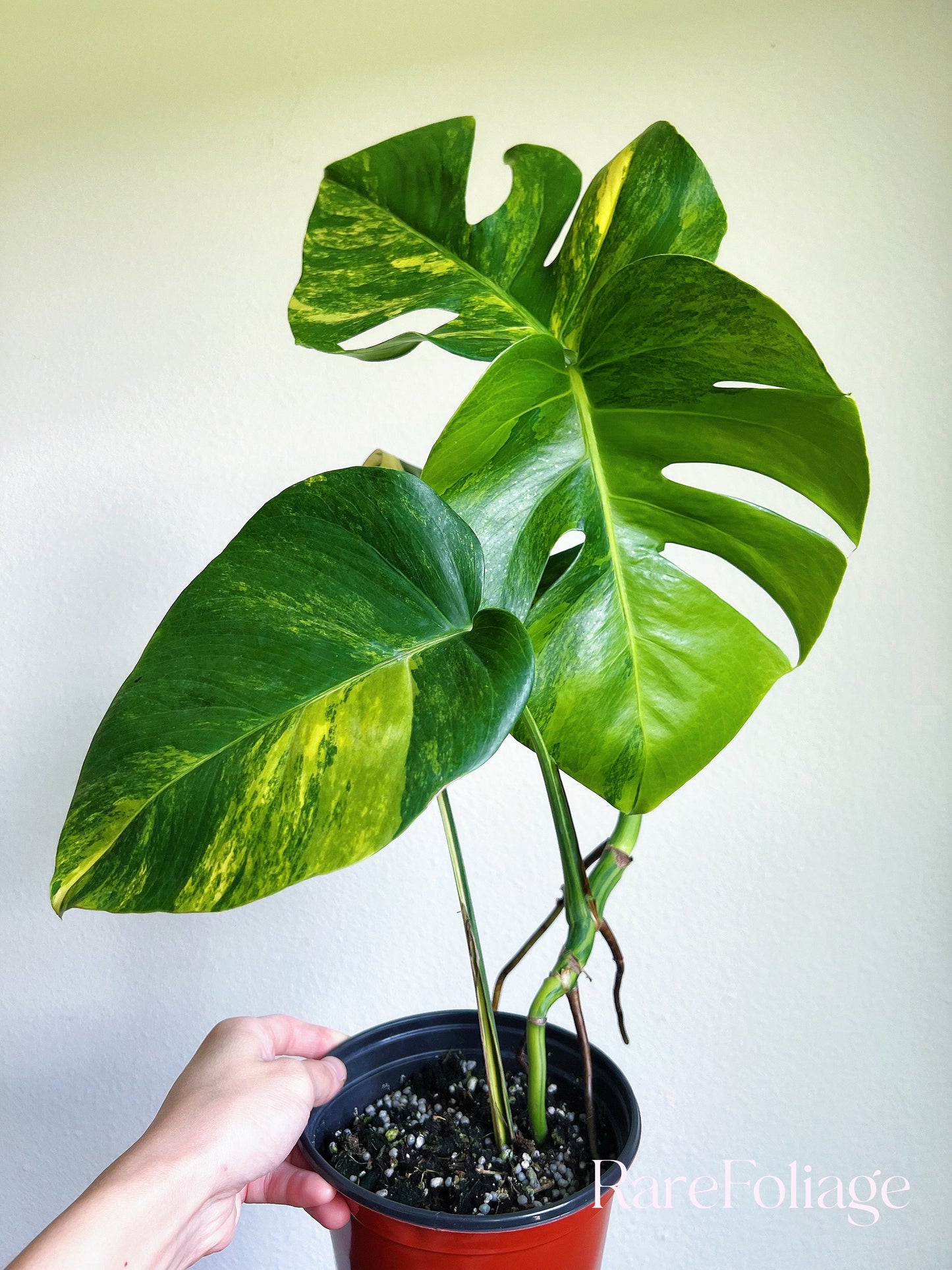 Monstera Aurea 6” - US SELLER