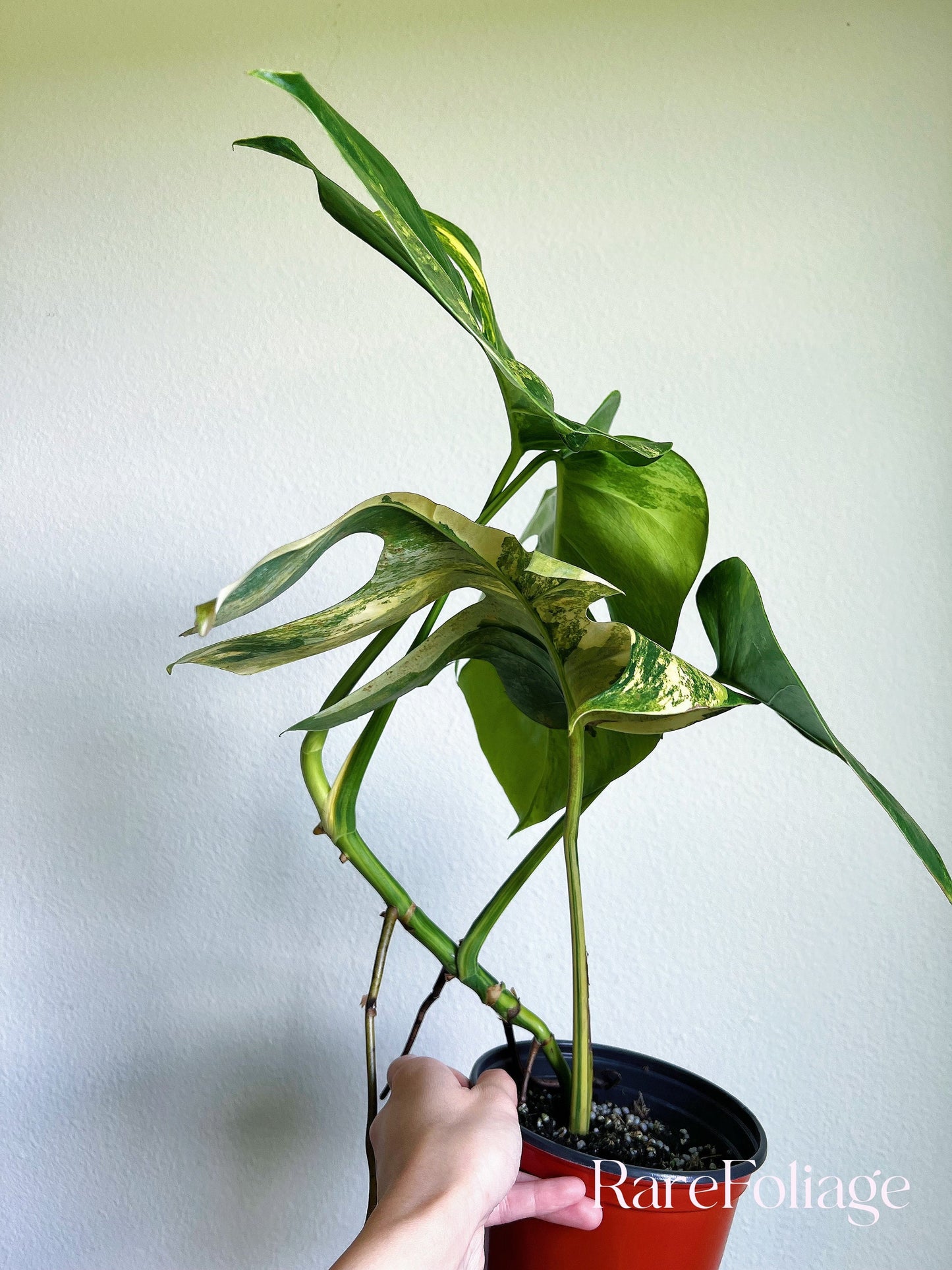 Monstera Aurea 6” - US SELLER