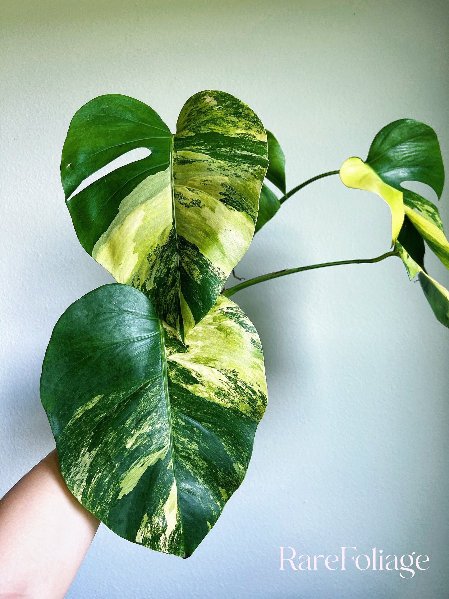 Monstera Aurea 6” - US SELLER