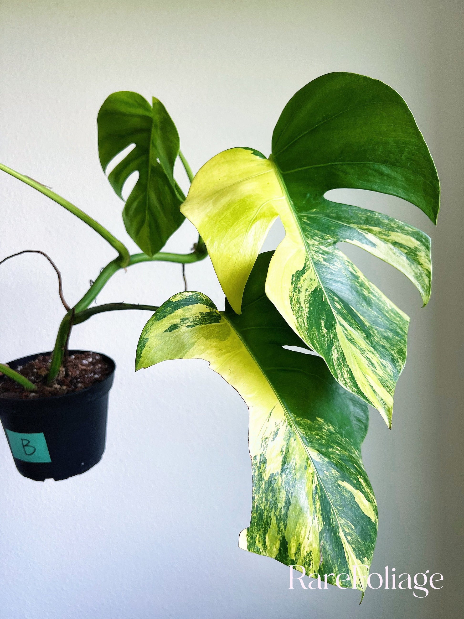 monstera aurea variegata Monstera Aurea 6”