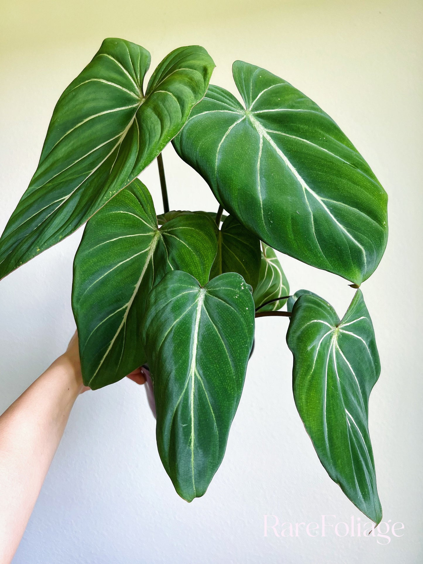 Philodendron Gloriosum 6" - US SELLER