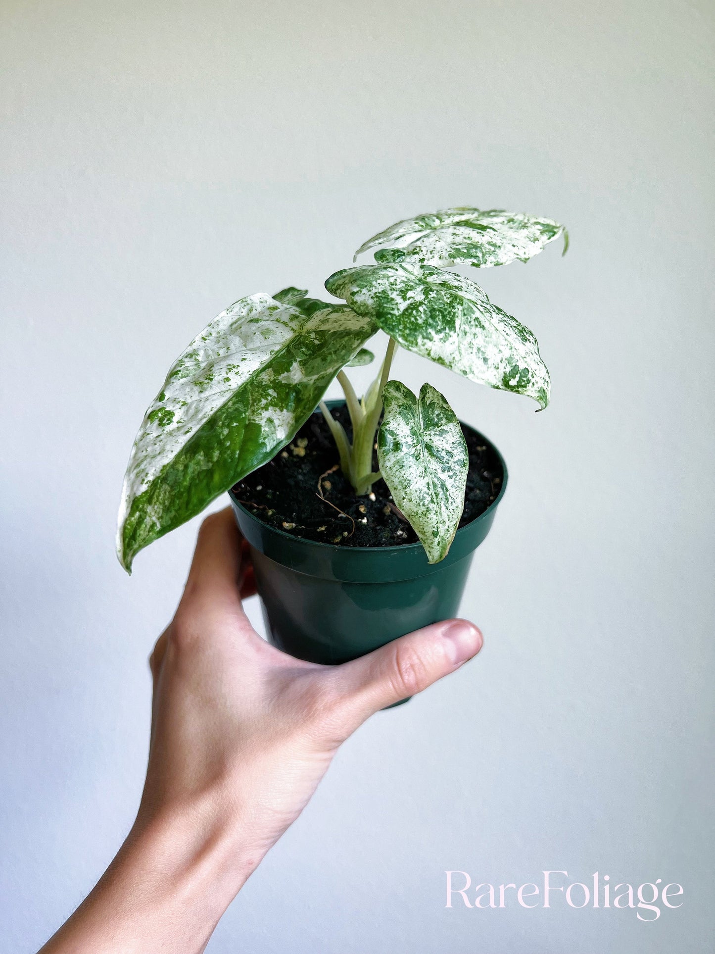 Alocasia Odora Batik 4” - US SELLER