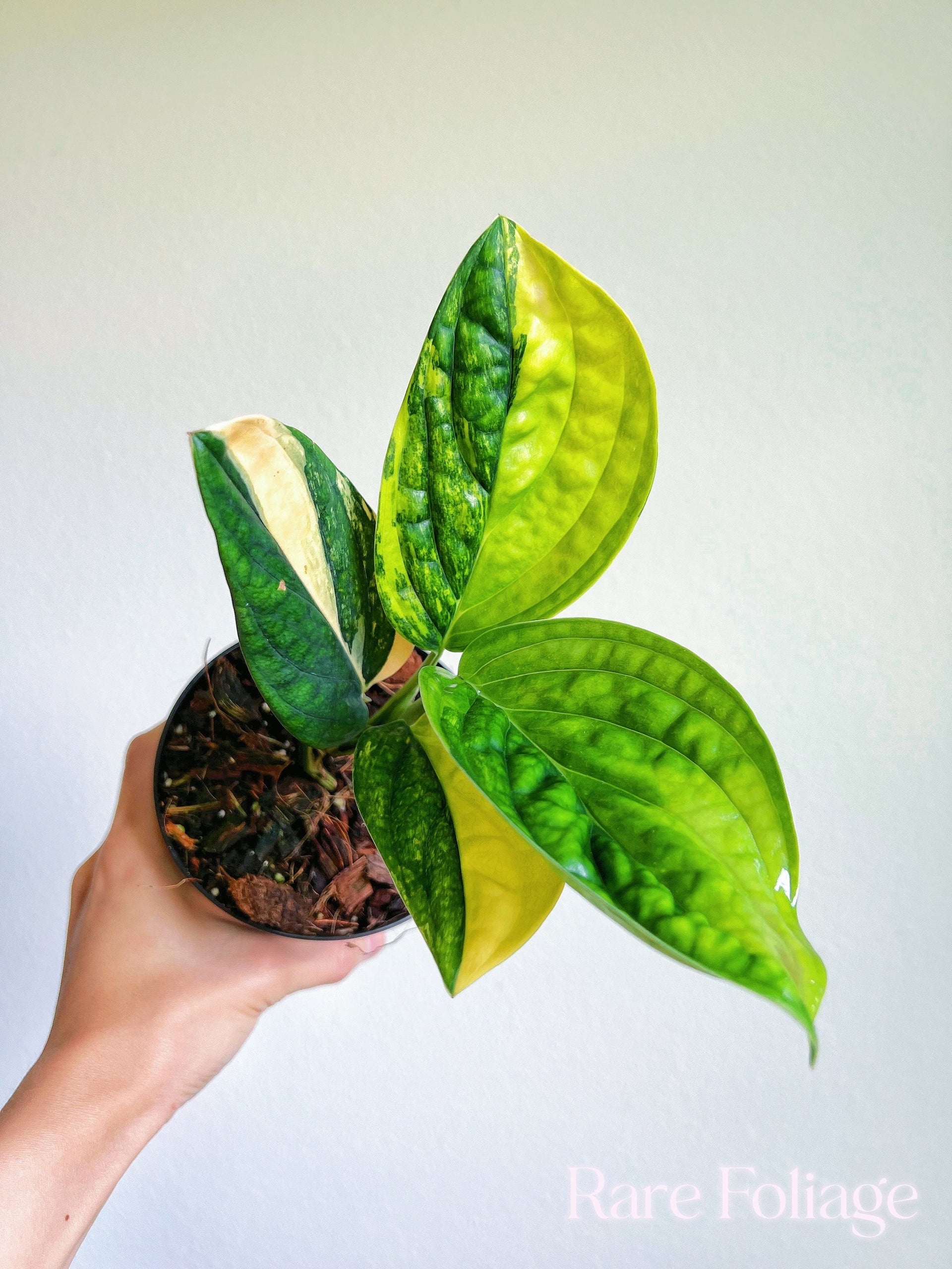 Monstera Peru Variegated 4'' – Rare Foliage Plant Co